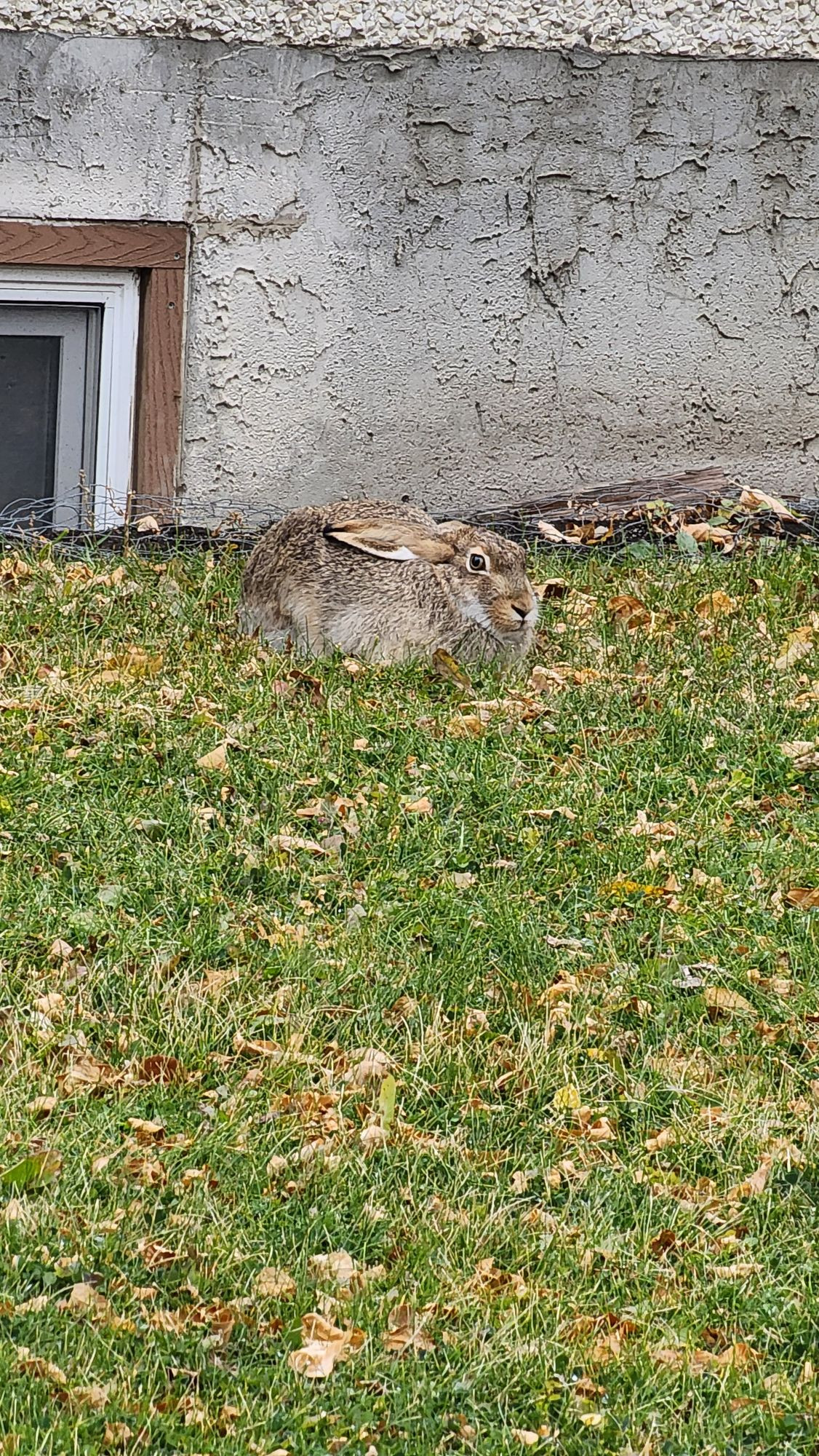 A snowshoe hare with its head and legs tucked into its body and its ears flat against its back sits on a lawn in front of a concrete and stucco house. This is how they camouflage themselves, and I regularly second-guess if I'm seeing a rock or a rabbit so I guess it works pretty well!