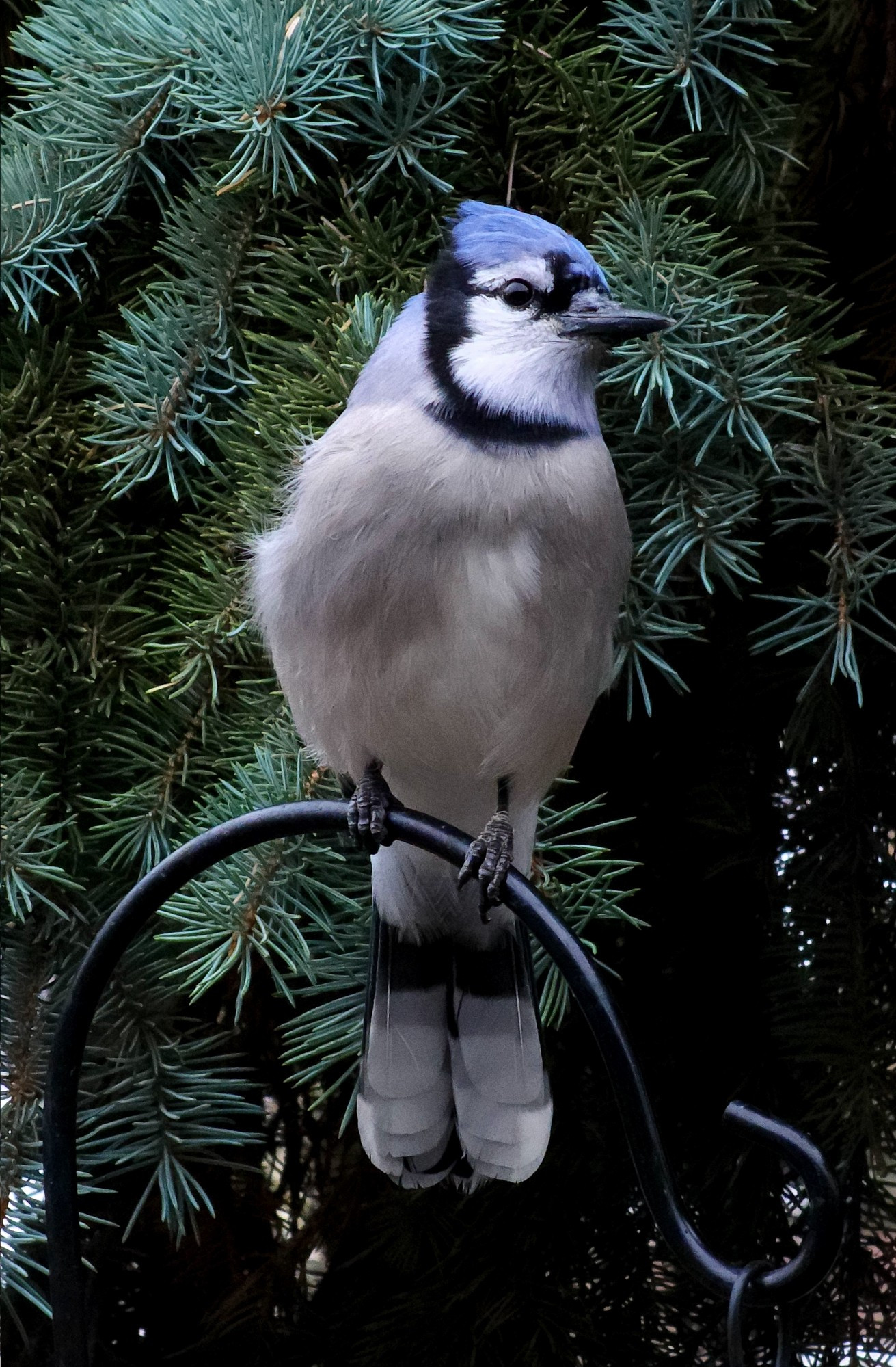 A fluffed-up blue jay perches on a thin black metal feeder hook, crest back and eyes wide.