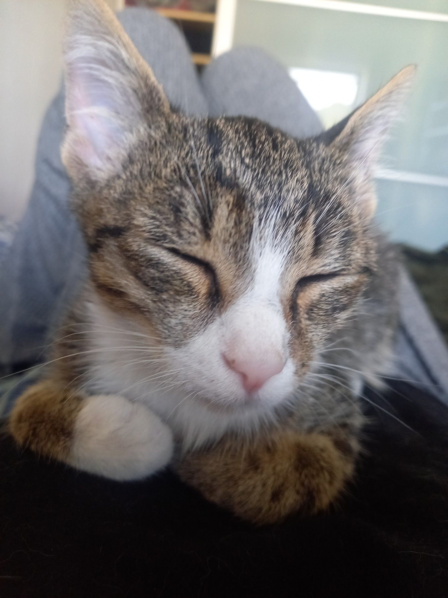 photo of a 4 month old tabby kitten, loafing with his eyes closed