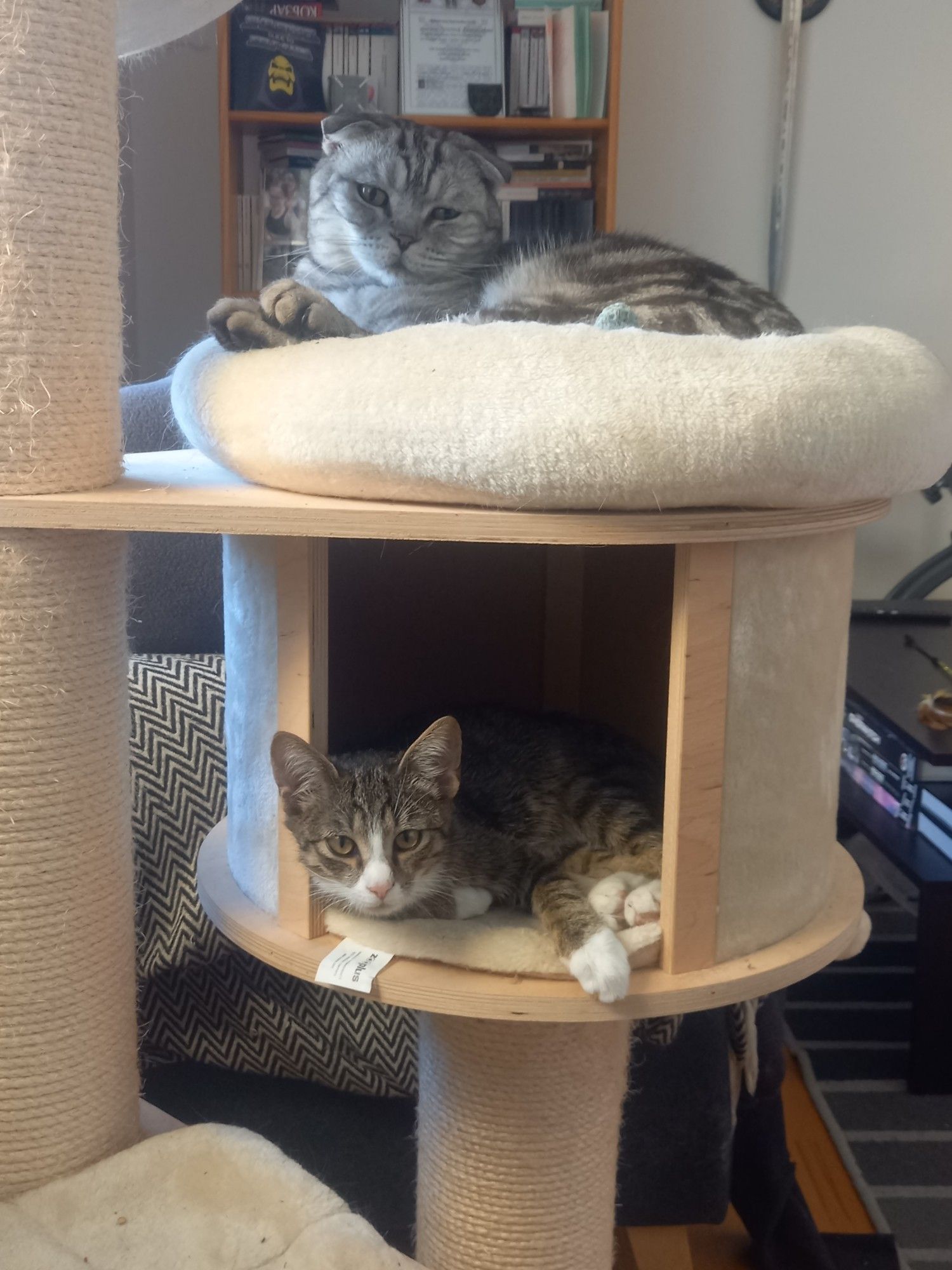 photo of our two cats hanging out on their cat tree