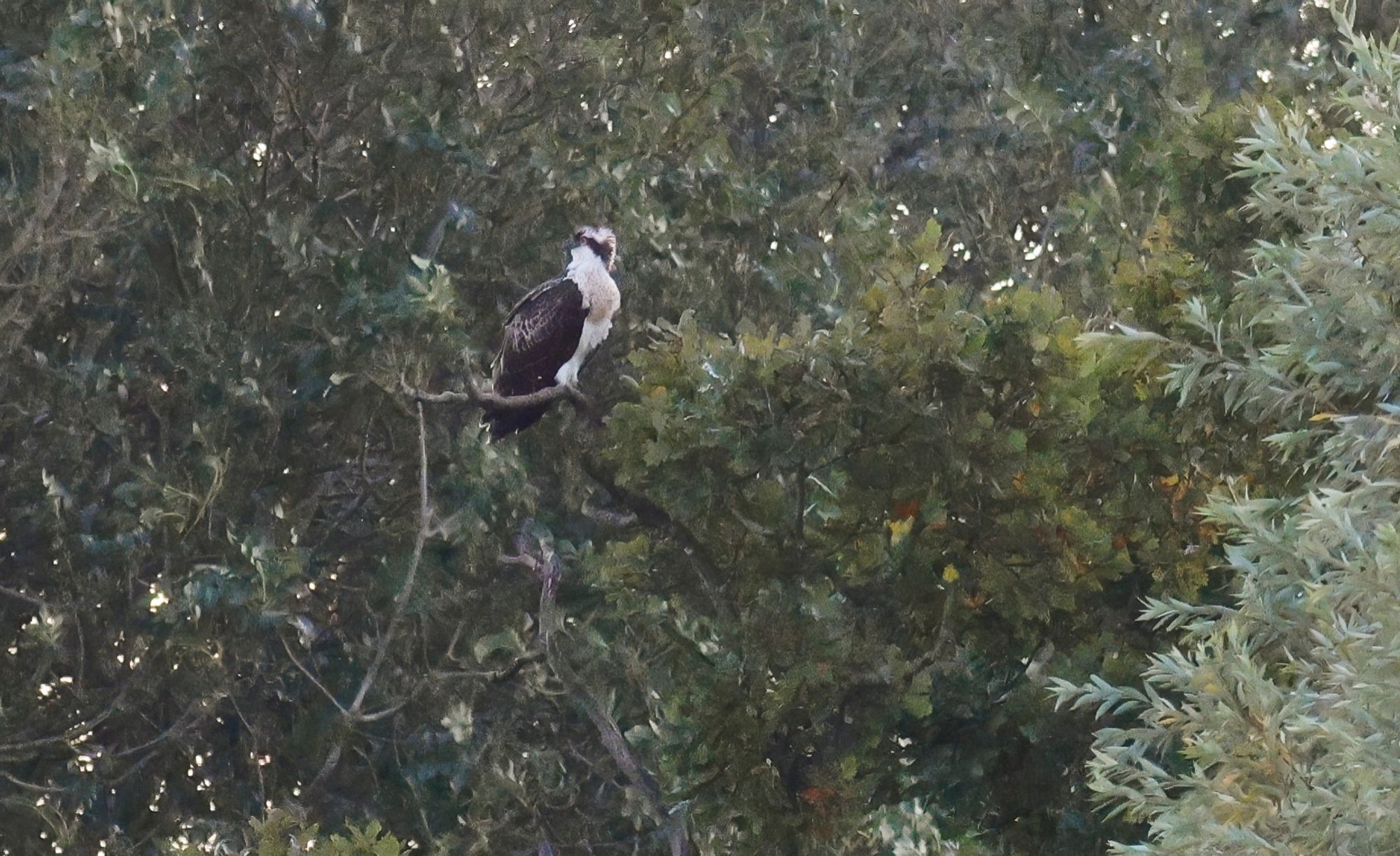 Juvenile Osprey still