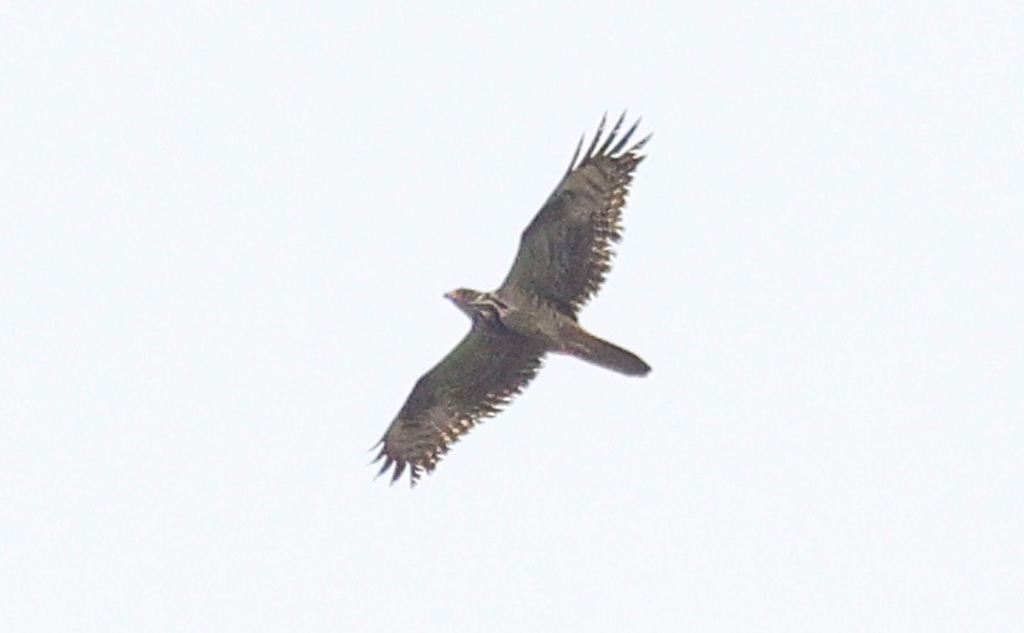 Juvenile Honey Buzzard