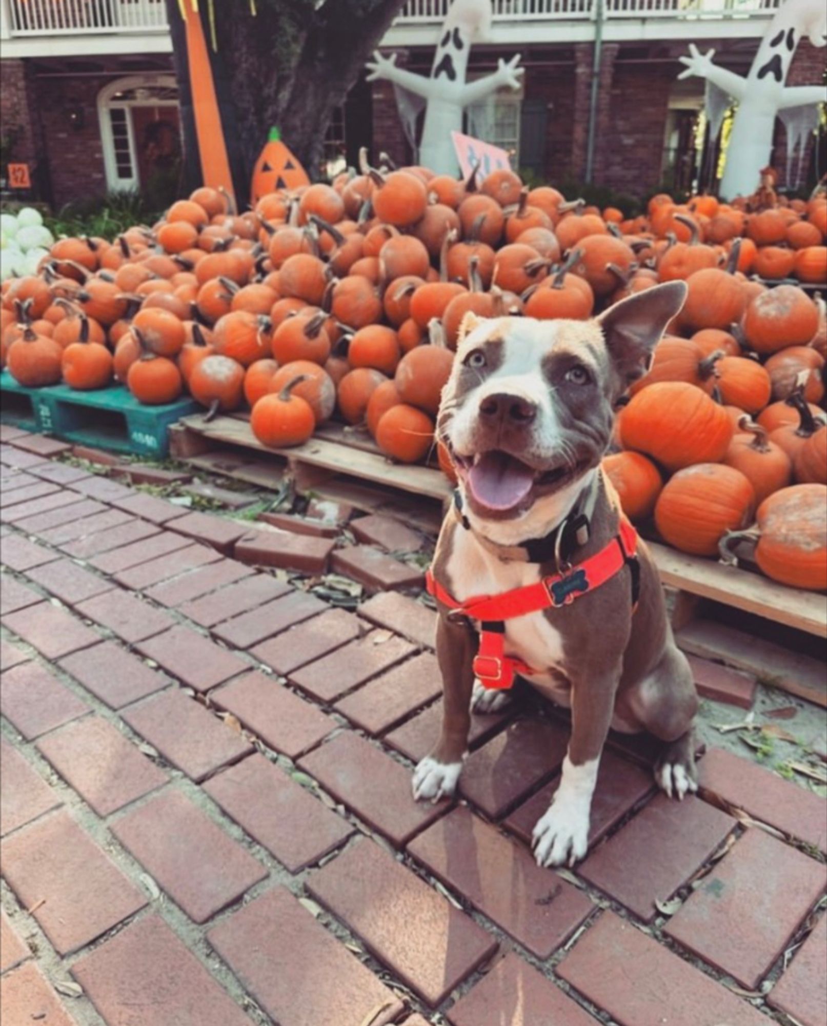 Honey, a grey and white Pitbull, sits in front of pumpkins and smiles