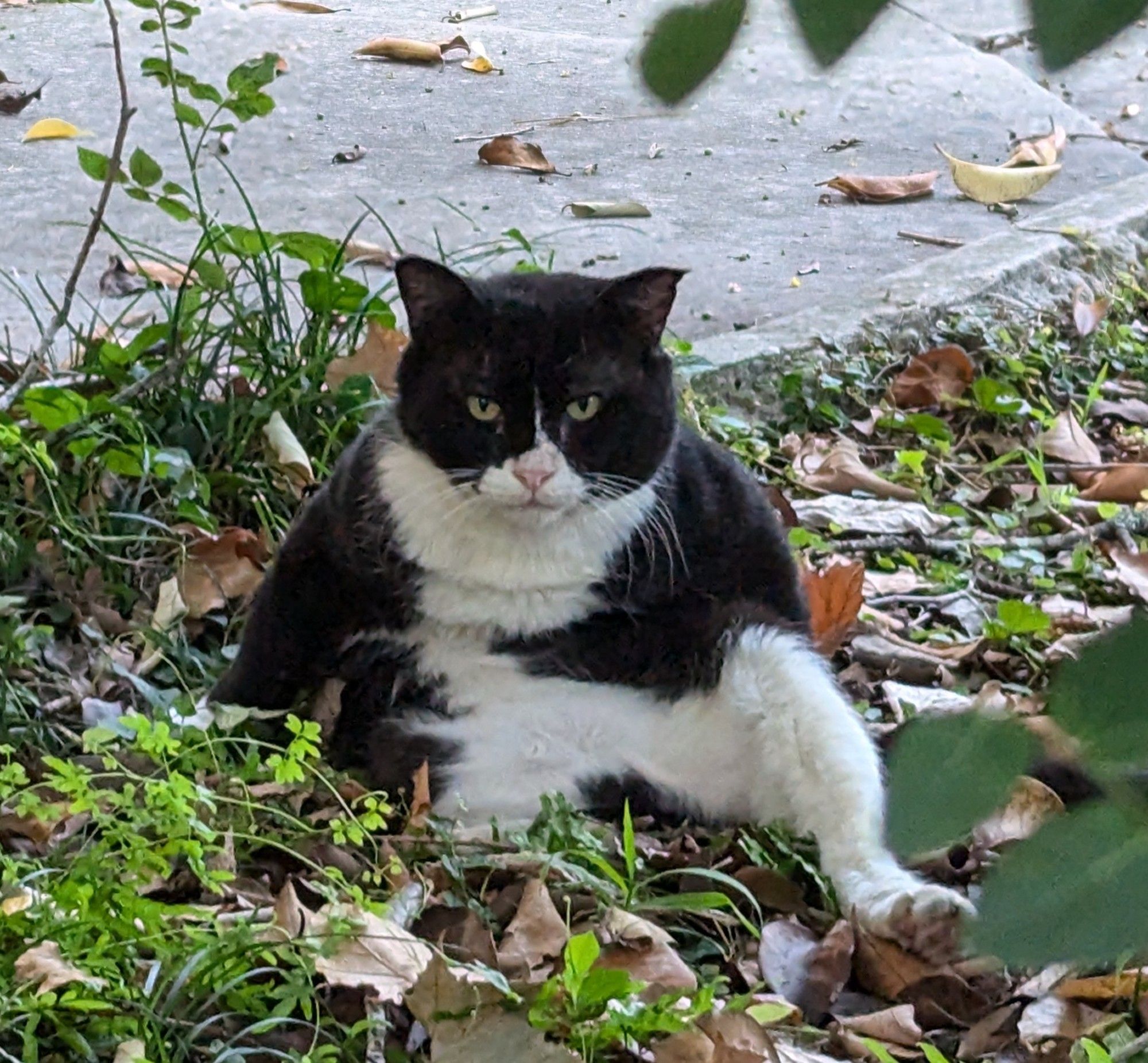 A giant black and white cat staring at the camera with a look of "what do YOU want" the cat is sitting up like a lil man. It is outside, there's a path and steps in the background and some grass and plants 