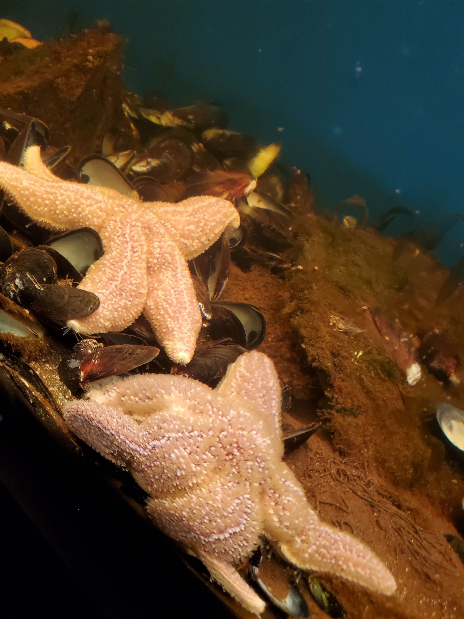 A photograph of two common starfish after a mussel feast.