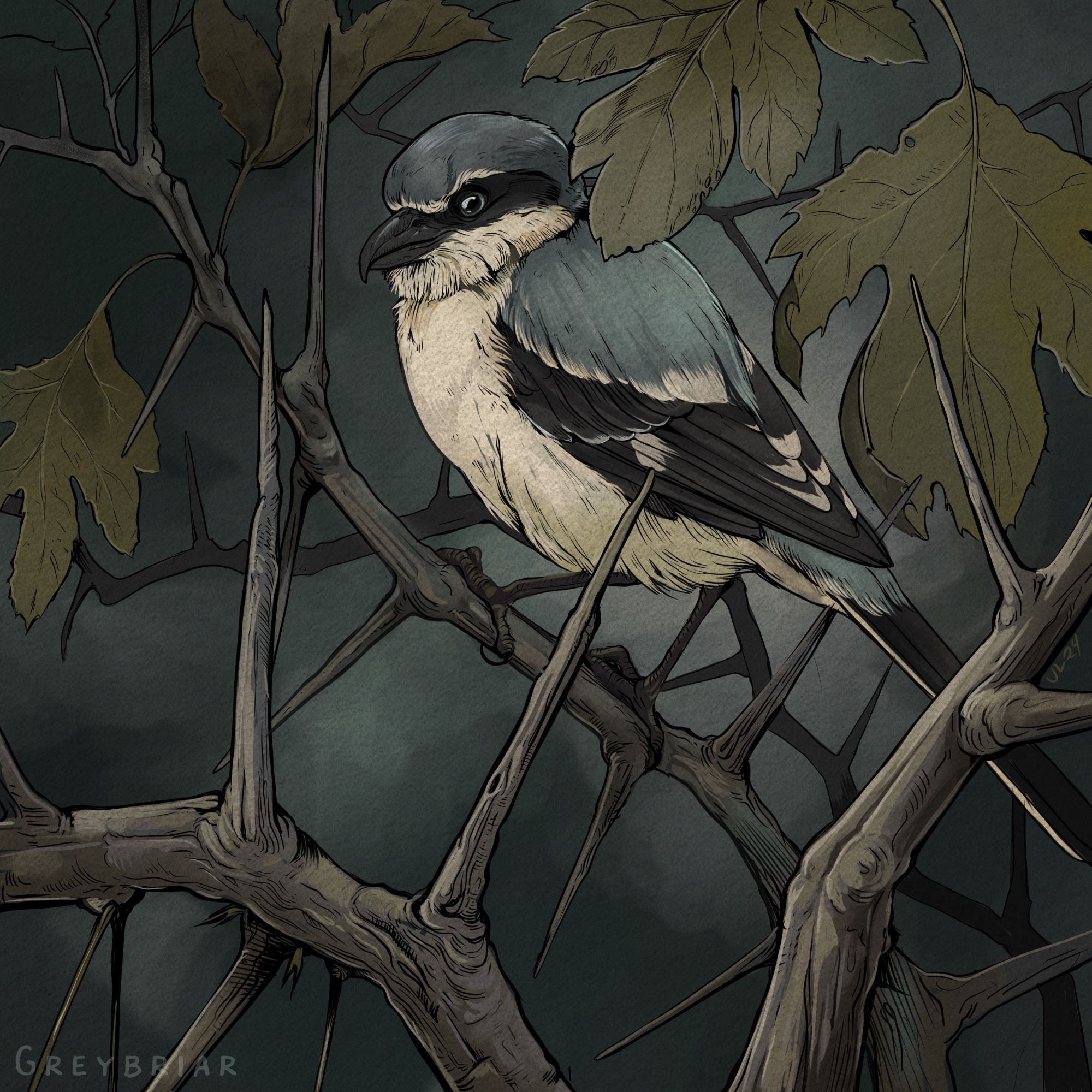 A digital illustration of a loggerhead shrike in a late-fall common hawthorn tree with the hint of dark grey storm clouds in the background.