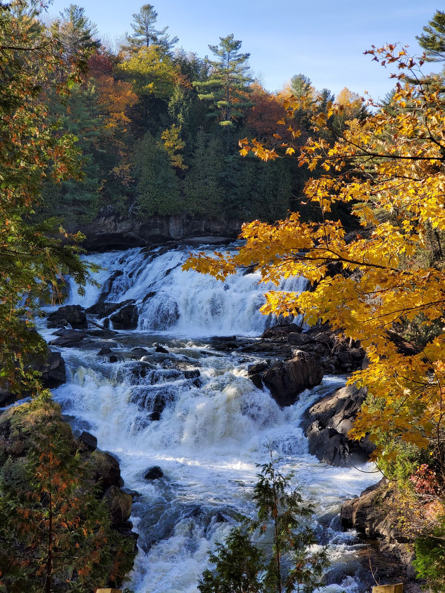 A large waterfall surrounded by warm yellow fall foliage. 