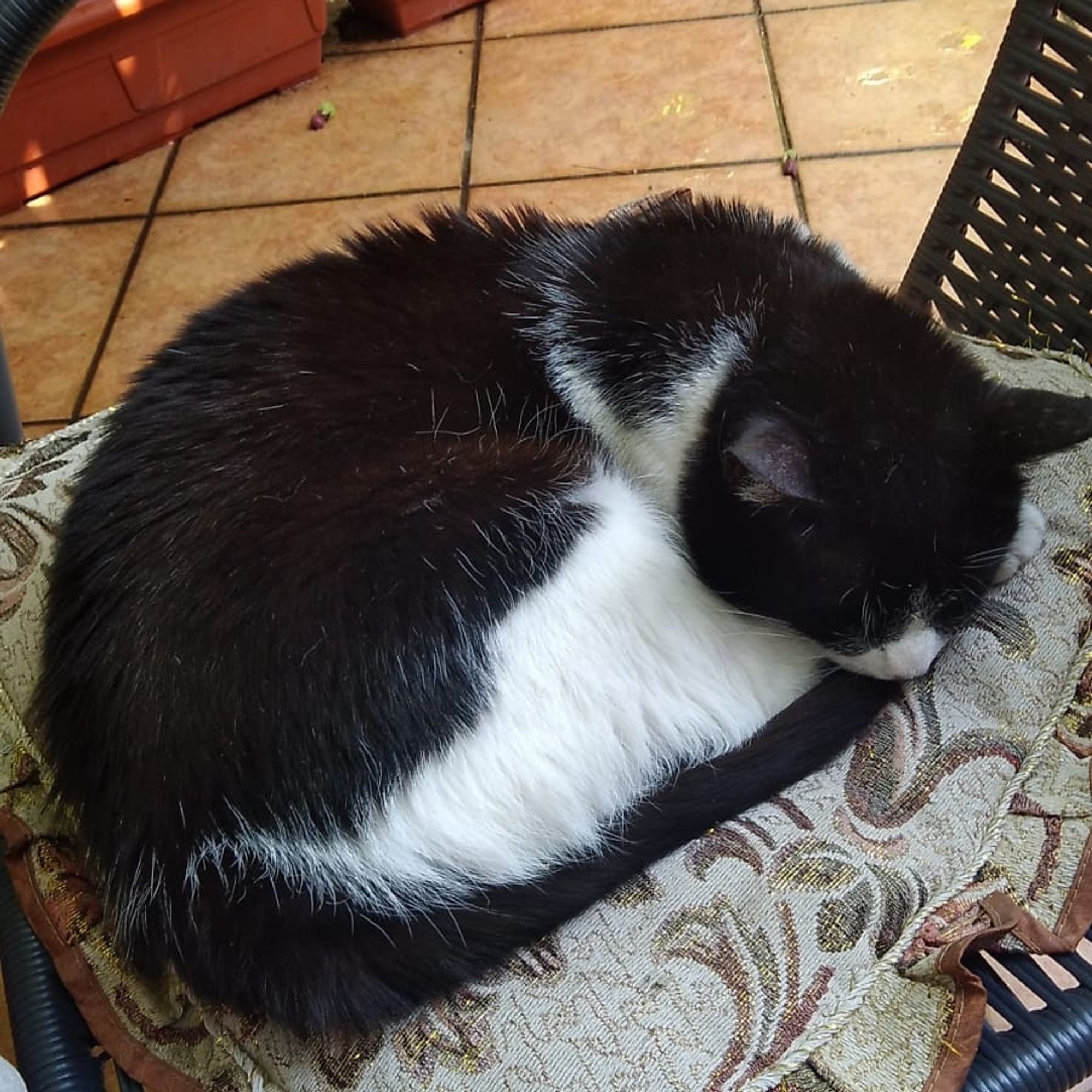 A curled up cat sleeping on a chair. His head, back, and tail are black, while his belly, neck, and half of his sides are white. He's comfortable.