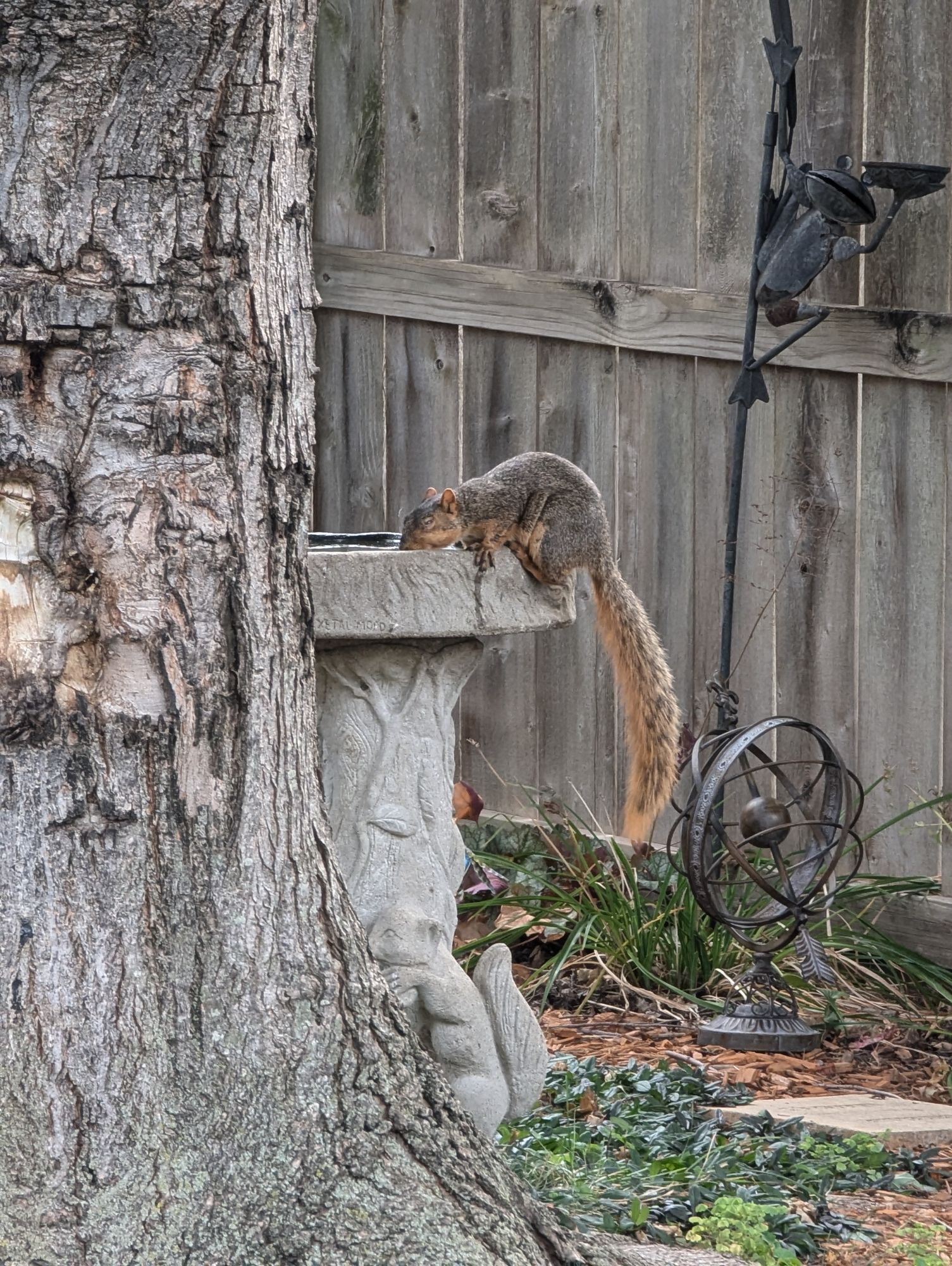 One eyed squirrel drinking from a birdbath