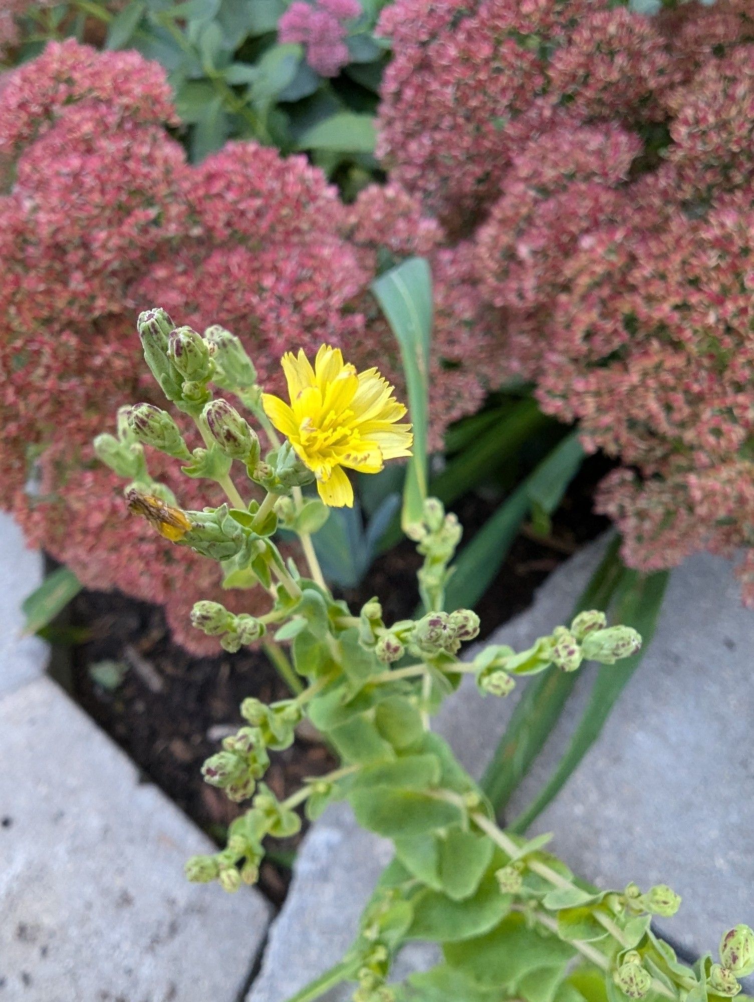 Yellow lettuce flower with pink sedum flowers in the background