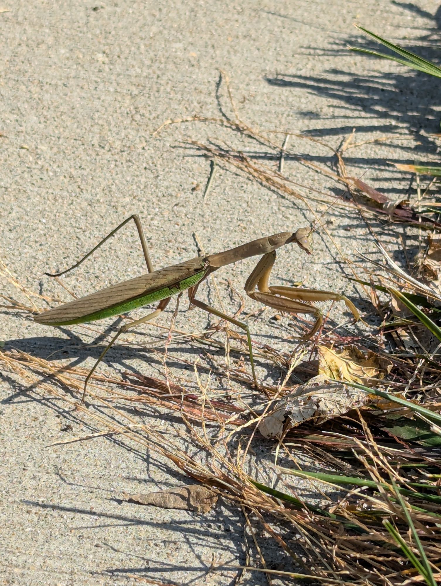 Praying mantis crawling into grass