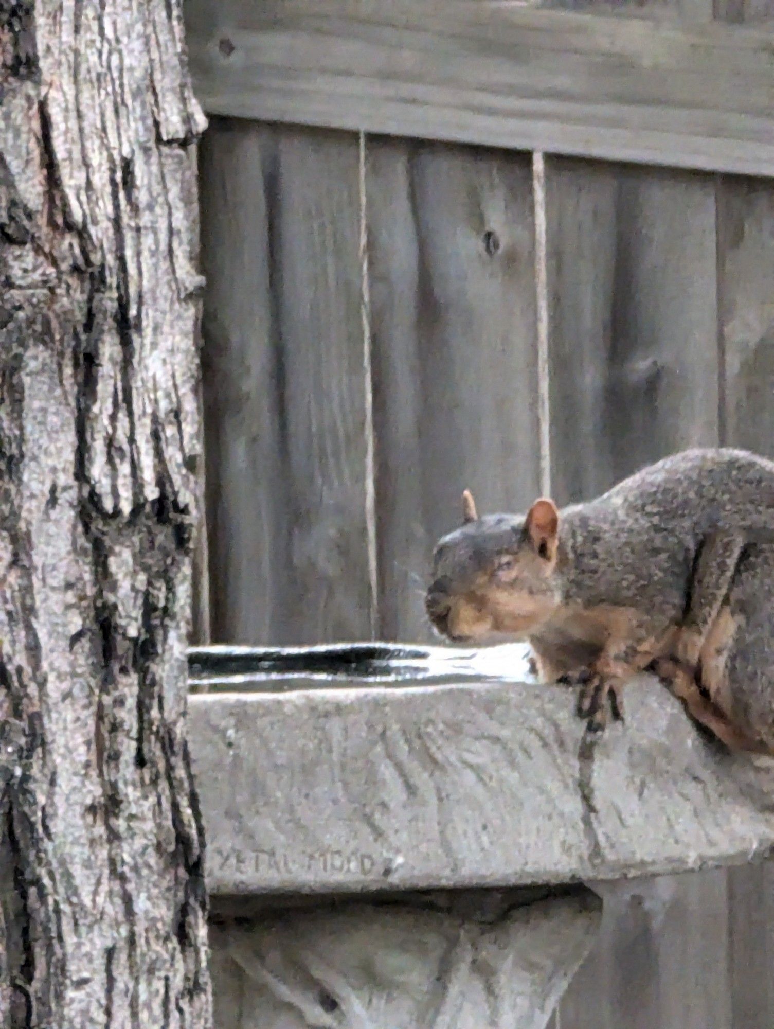 Squirrel missing left eye, drinking from a birdbath