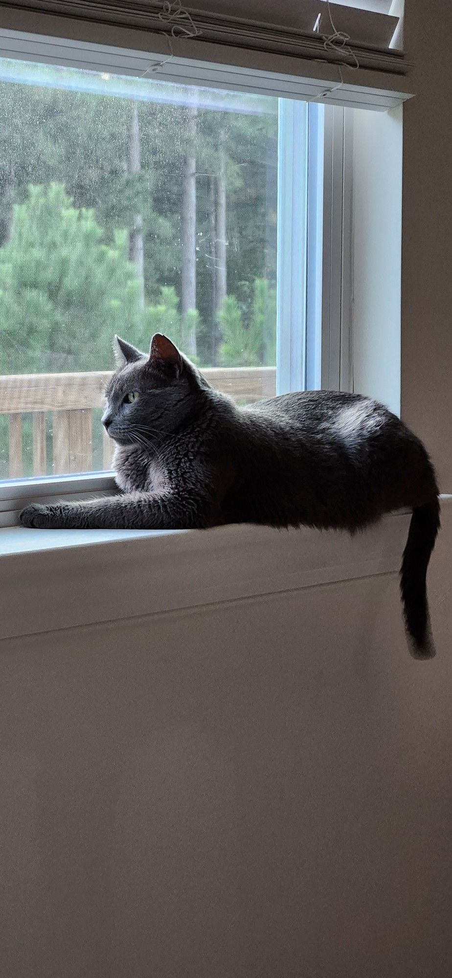 Gray cat on a window sill staring into the distance