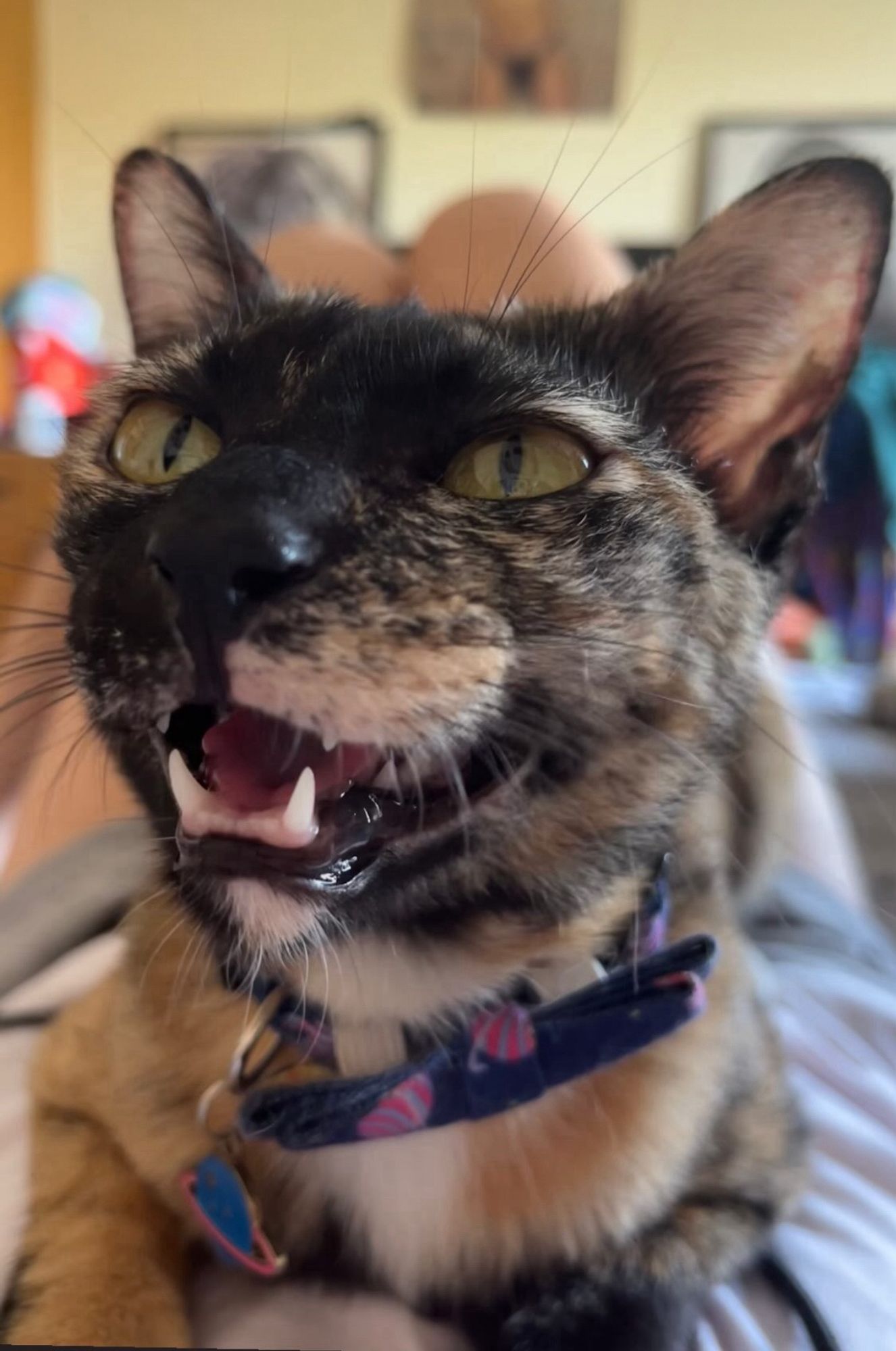 A very happy tortoise shell cat, she has the same happy expression she did as a kitten and is laying on her favorite human’s lap.