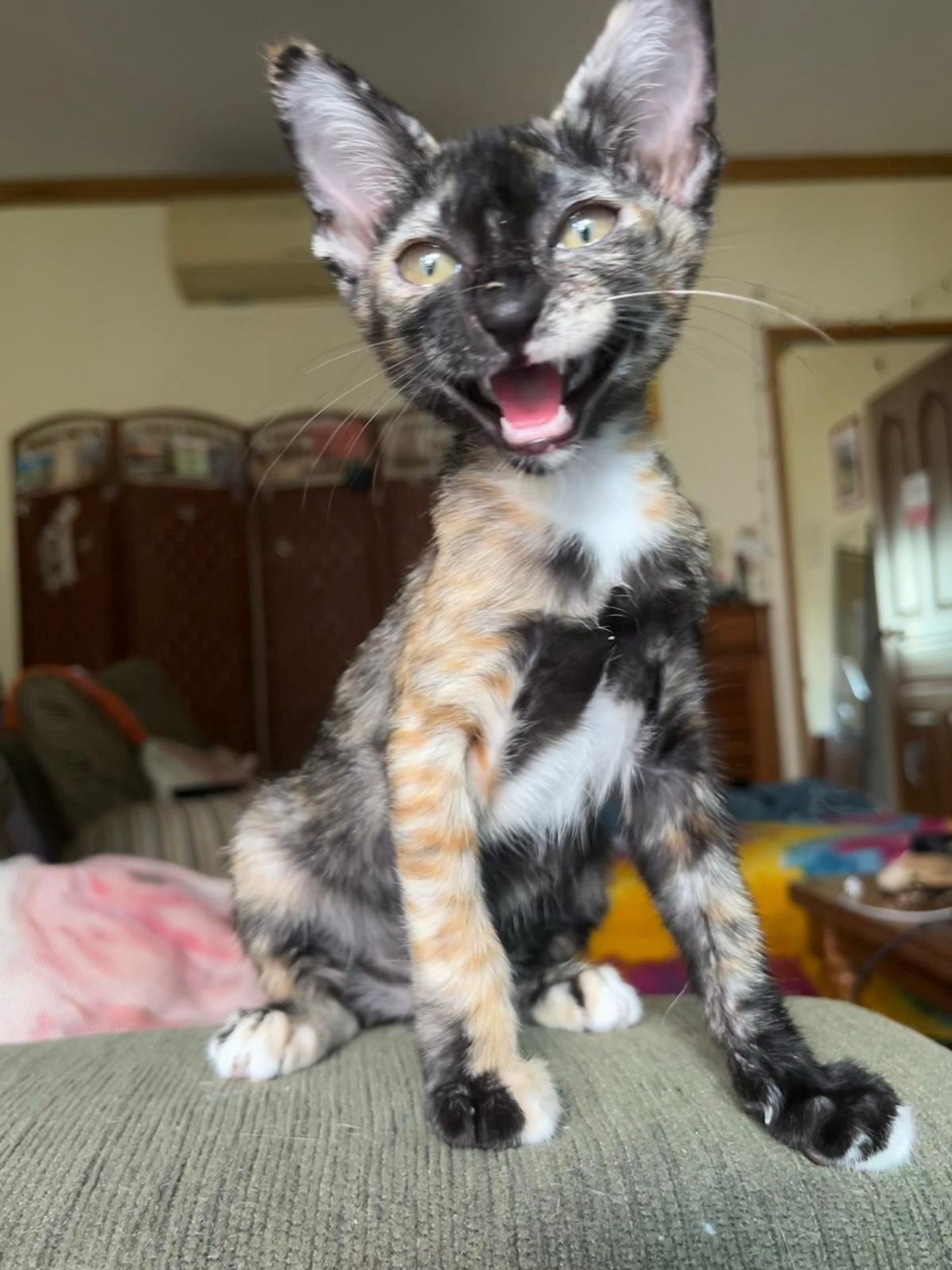 Very happy tortoise shell kitten. Her mouth is wide open and her legs are long for her body.