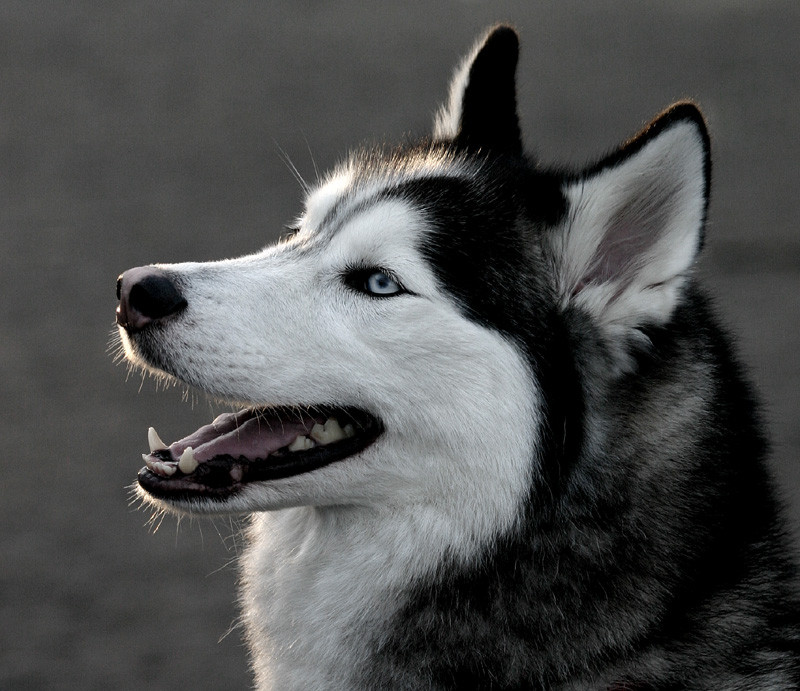 Profile close-up shot of a black and white Siberian husky. His mouth hangs open. The camera loves this dog.