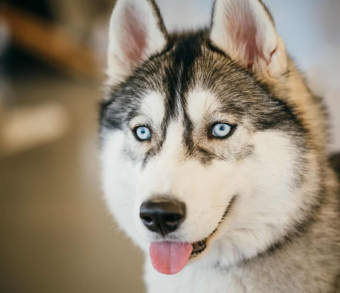 A black and white Siberian Husky smiles at the camera. His tongue is sticking out. 