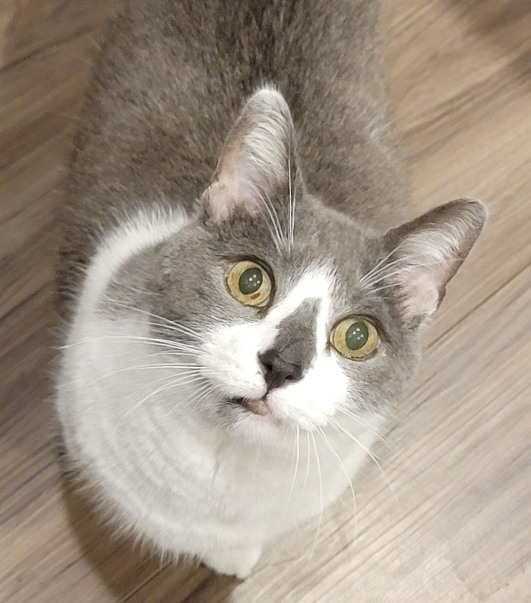 Gray and white cat staring up at me with extremely wide, bewildered eyes (he thought I had food for him, and was so excited it felt like I was teasing him. So he got some churu stew. Sturu