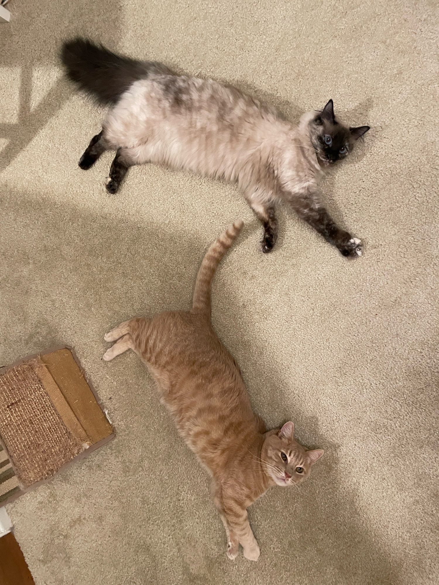 Overhead photo of a cream tabby cat and a Siamese mix tortie pointe cat laying ok their sides on the carpet