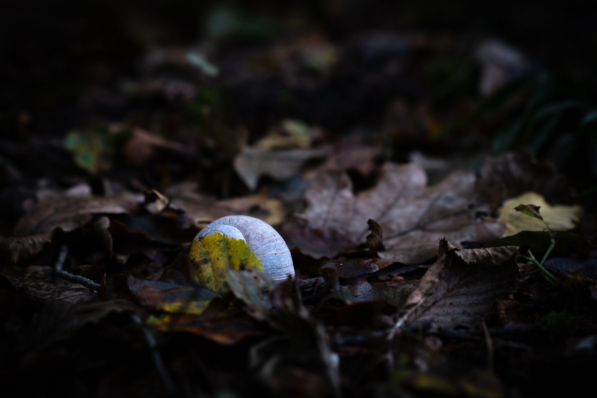 Waagrechtes Foto eines Waldbodens mit herbstlichen Blättern. Hinter einem grüngelben Blatt sieht man eine alte Weinbergschnecke (weißes Haus).