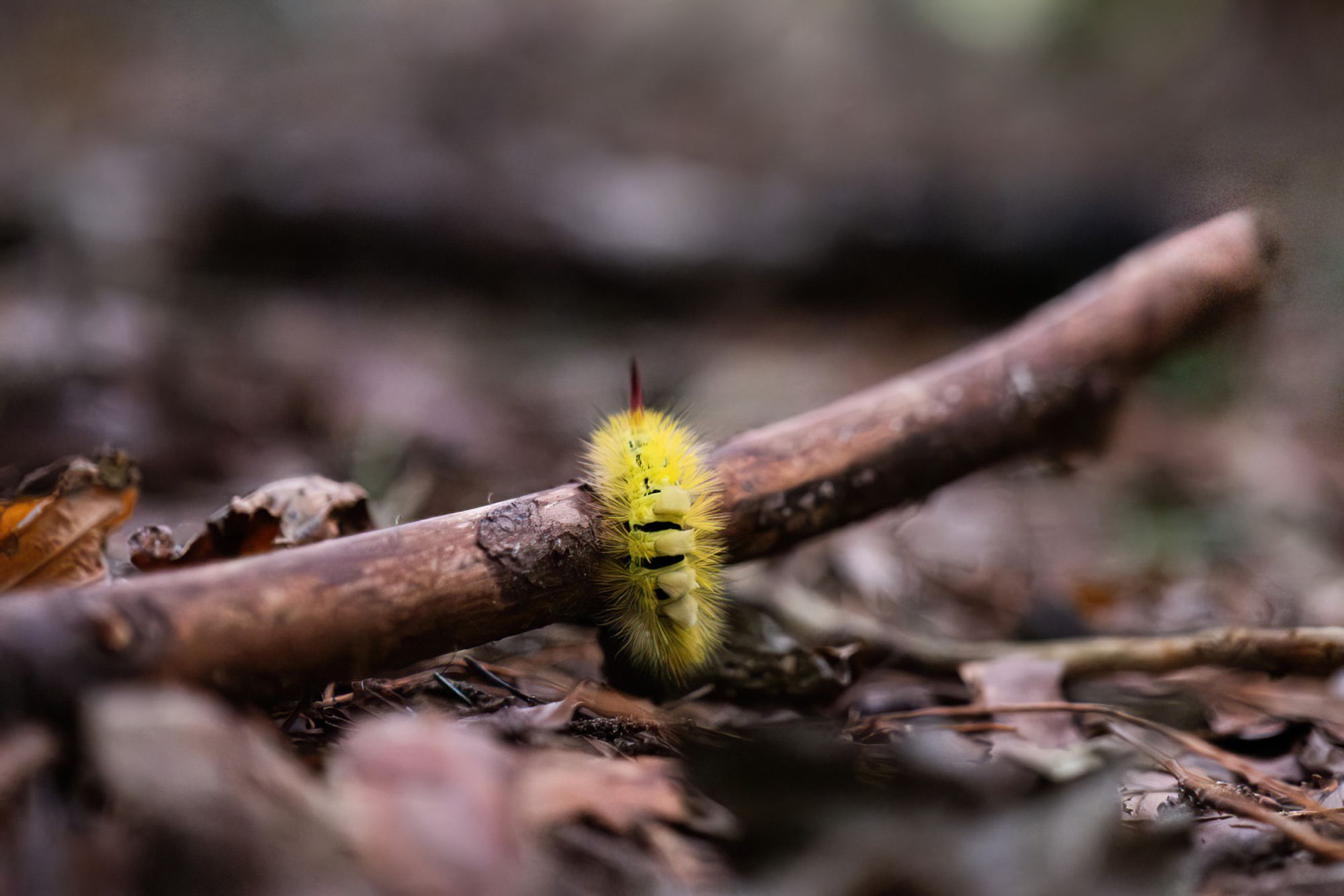 Foto von einem Waldboden. Über den Waldboden liegt ein altes Stück Ast. In der Mitte vom Ast sitzt eine ganz gelbe Raupe.