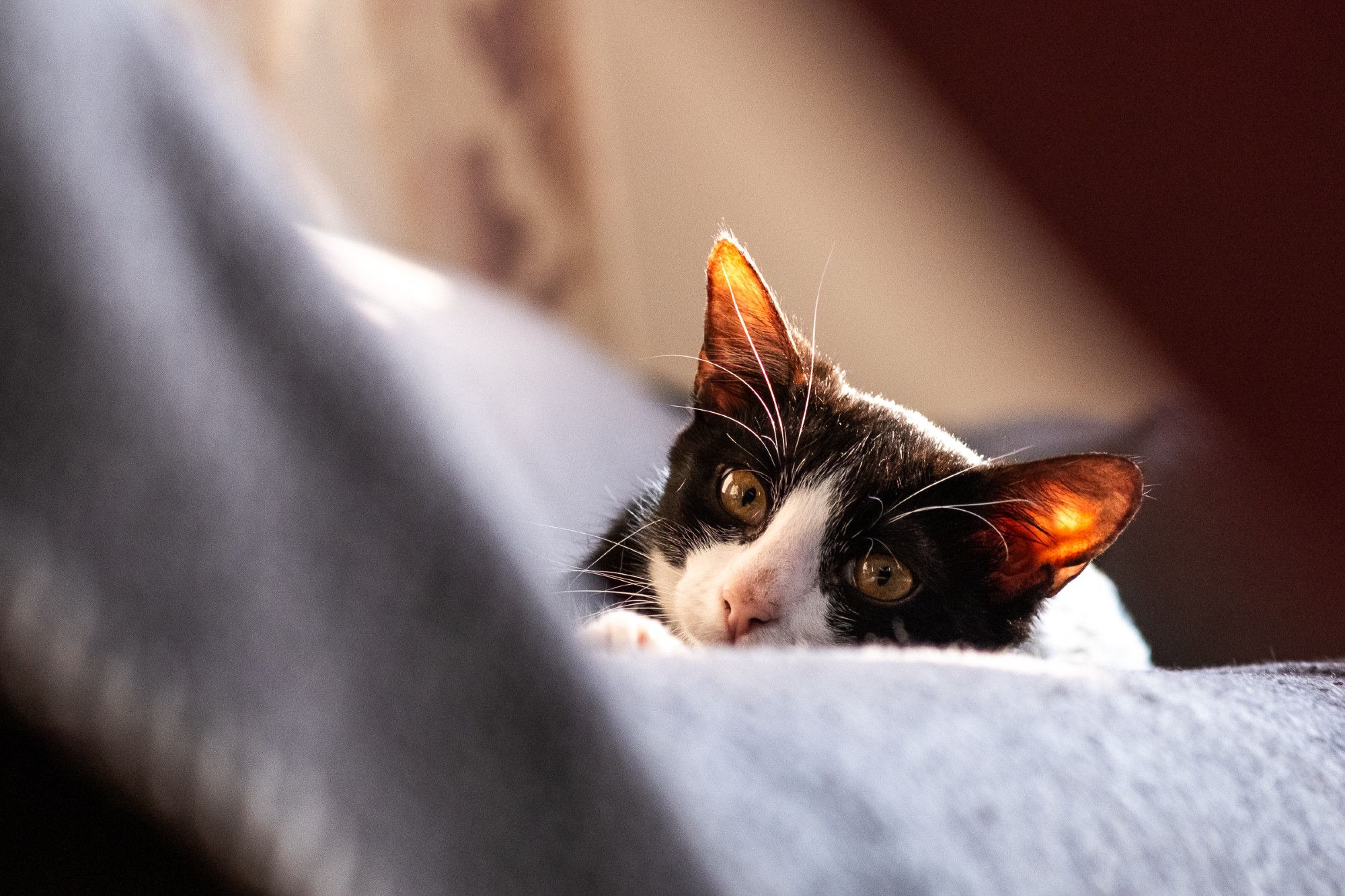 Foto zwischen zwei Sitzgelegenheiten mit Fokus auf den Kopf einer schwarzweißen Katze. Die Ohren werden von hinten von der Sonne bestrahlt und leuchten entsprechend orange.