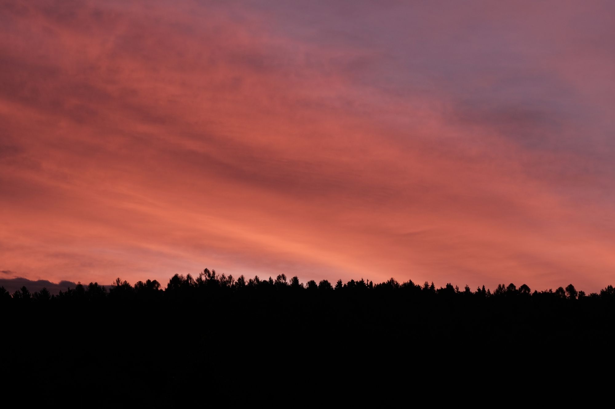 Blick über Baumkronen hinweg in den  Himmel. Es sind durchgängig Wolken, die von der aufgehenden Sonne von unten rot/violett beleuchtet werden. Der Wald ist nur als Silhouette zu erkennen.