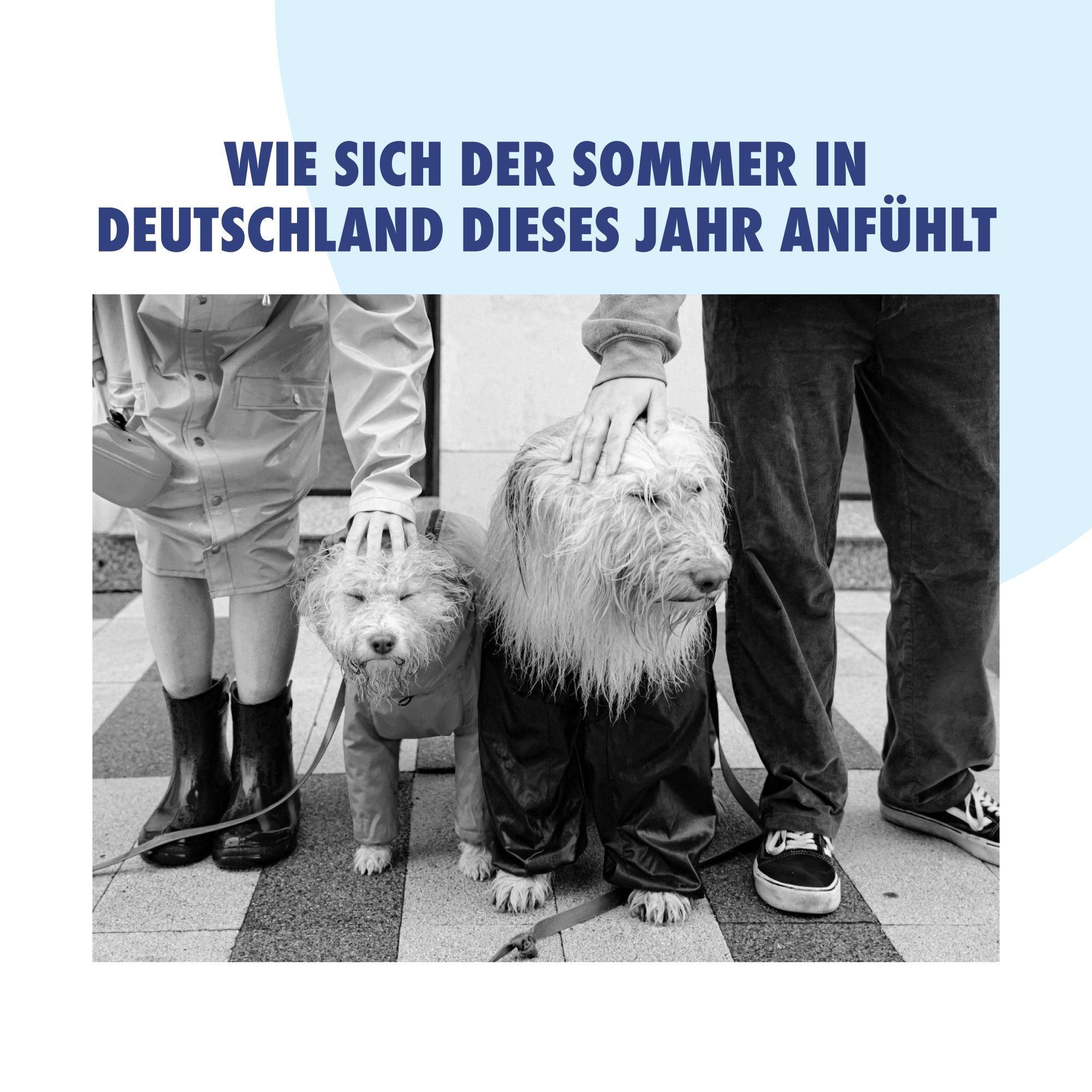 Zwei klatschnasse Hunde die gestreichelt werden.