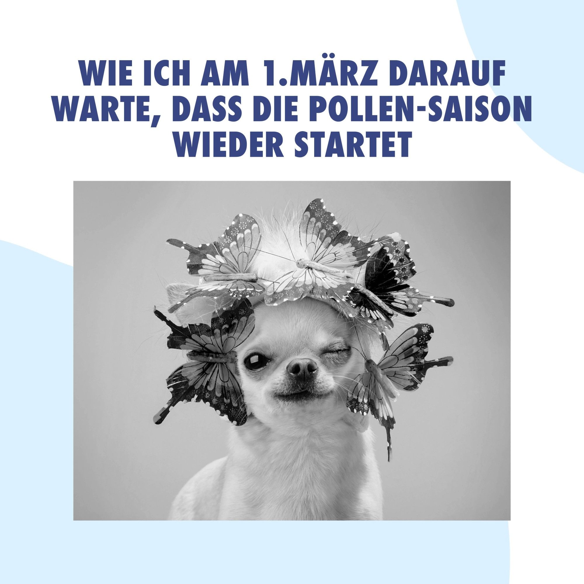 Kleiner Hund, der in die Kamera zwinkert und von Schmetterlingen umgeben ist. Dazu die Headline: "Wie ich am 1. März darauf warte, dass die Pollen-Saison wieder startet".