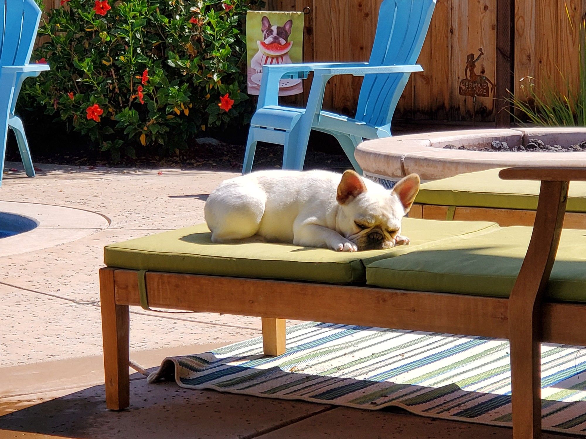 A cream colored French Bulldog sleeps on a cushioned backyard lounge chair