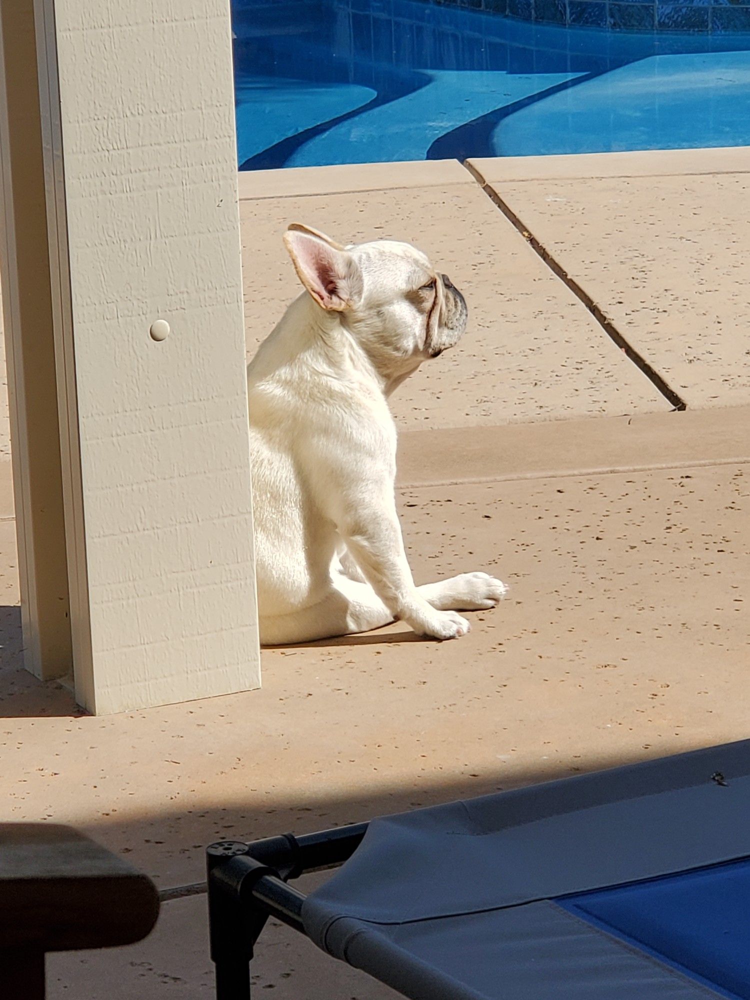 A cream colored French Bulldog sits on the deck of a pool with her eyes closed an facing the morning sun.