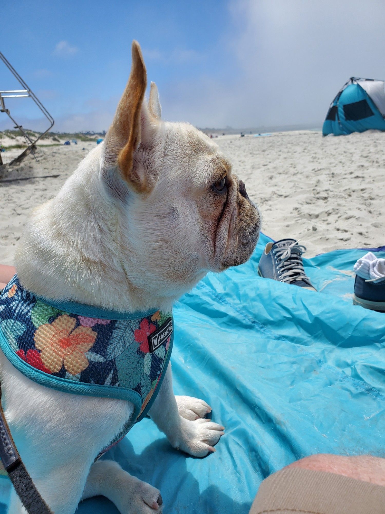 A cream colored French Bulldog sits on the beach on a light blue ground cover looking out toward the ocean.