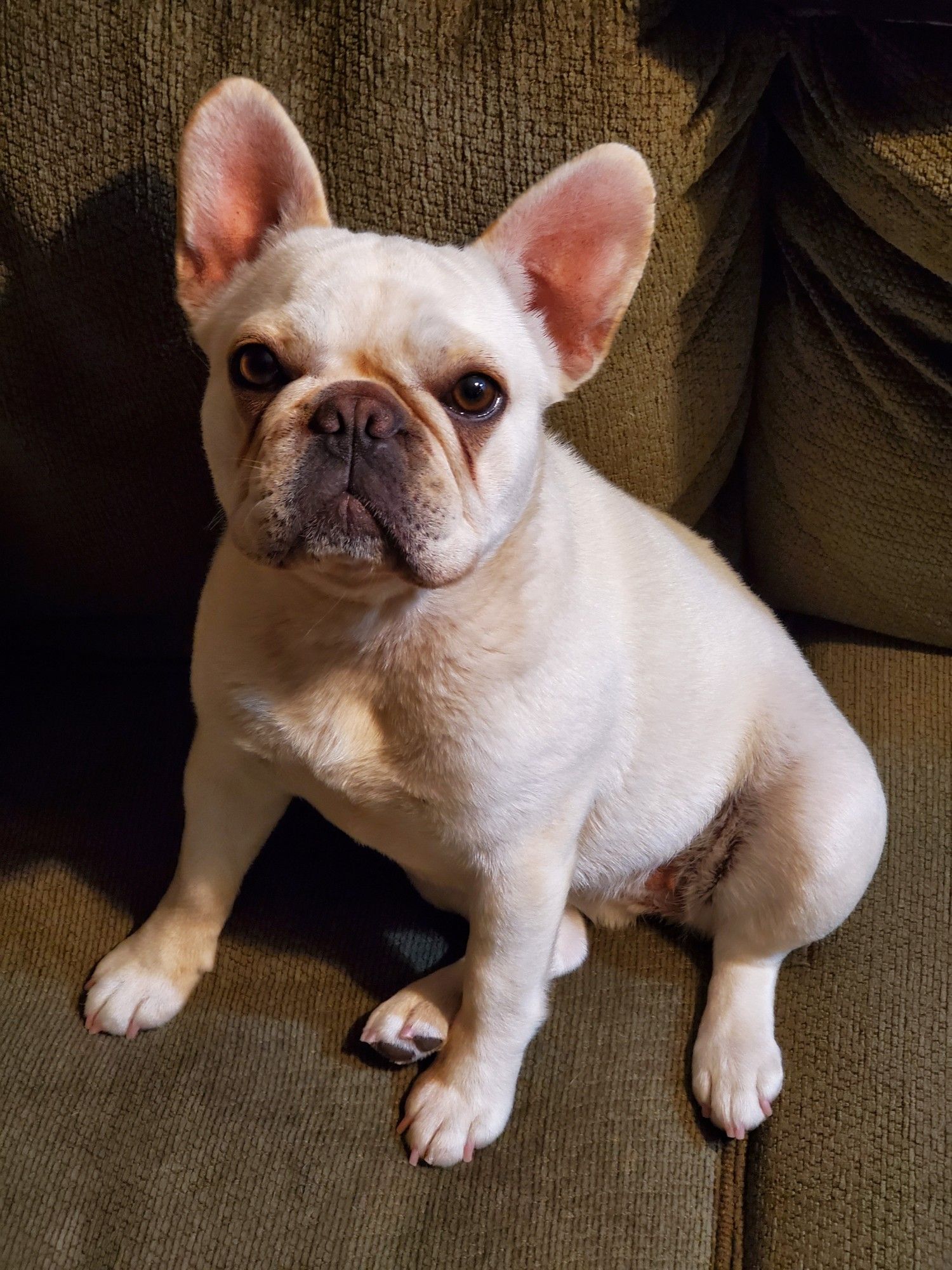 A cream colored French bulldog sitting on a couch looking directly into the camera