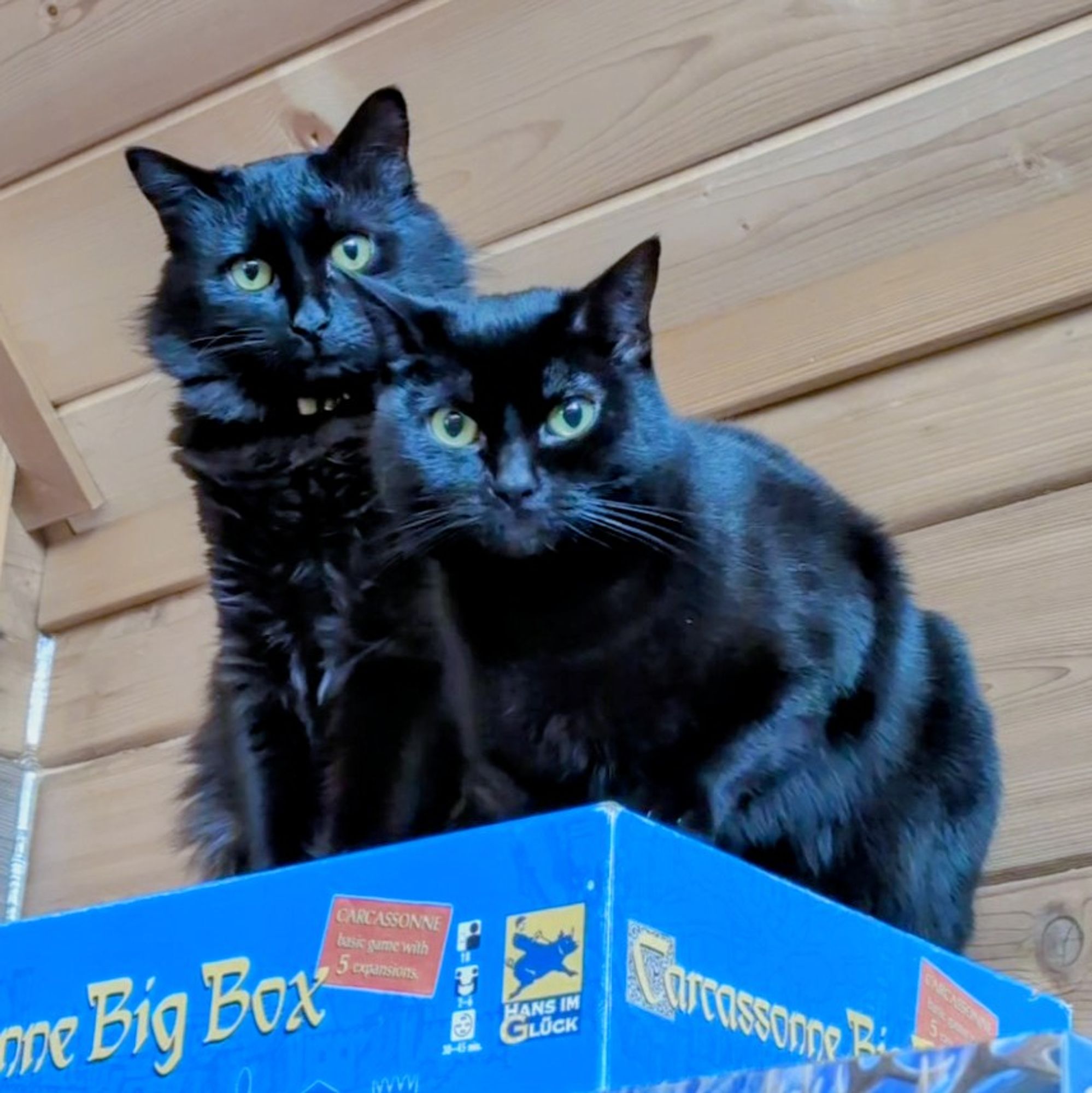 Two black cats looks down from a roost right under a sloped ceiling