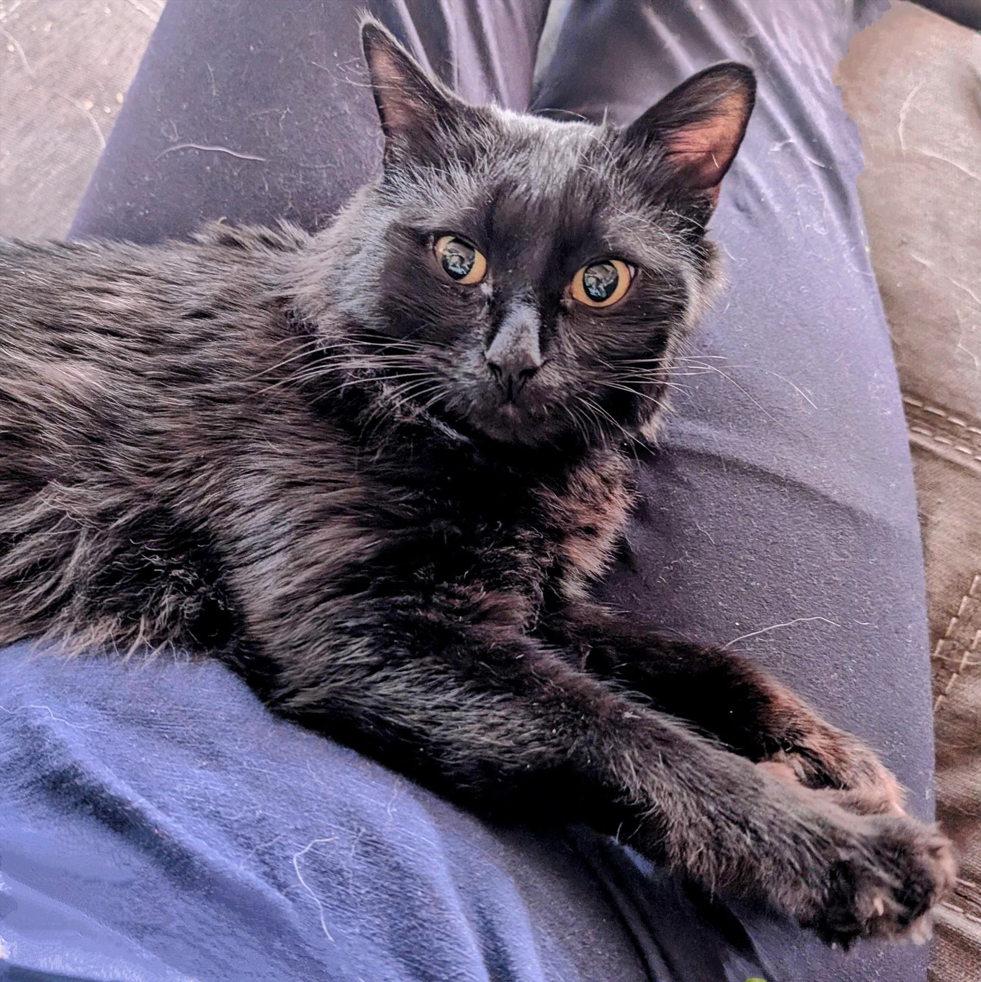 A black cat looks up at the camera from his human cushion