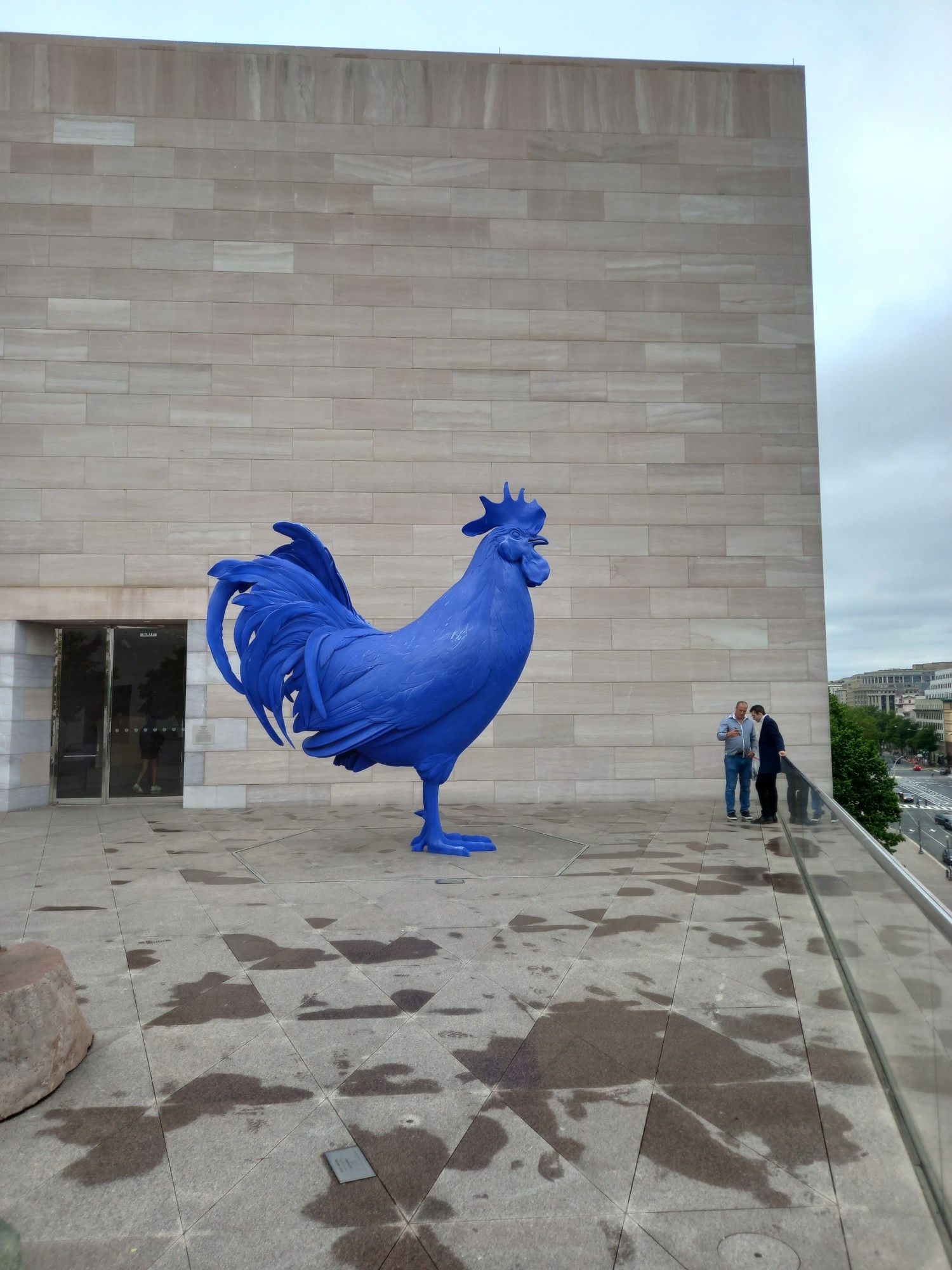 Riesiger, blauer Hahn - giant blue cock