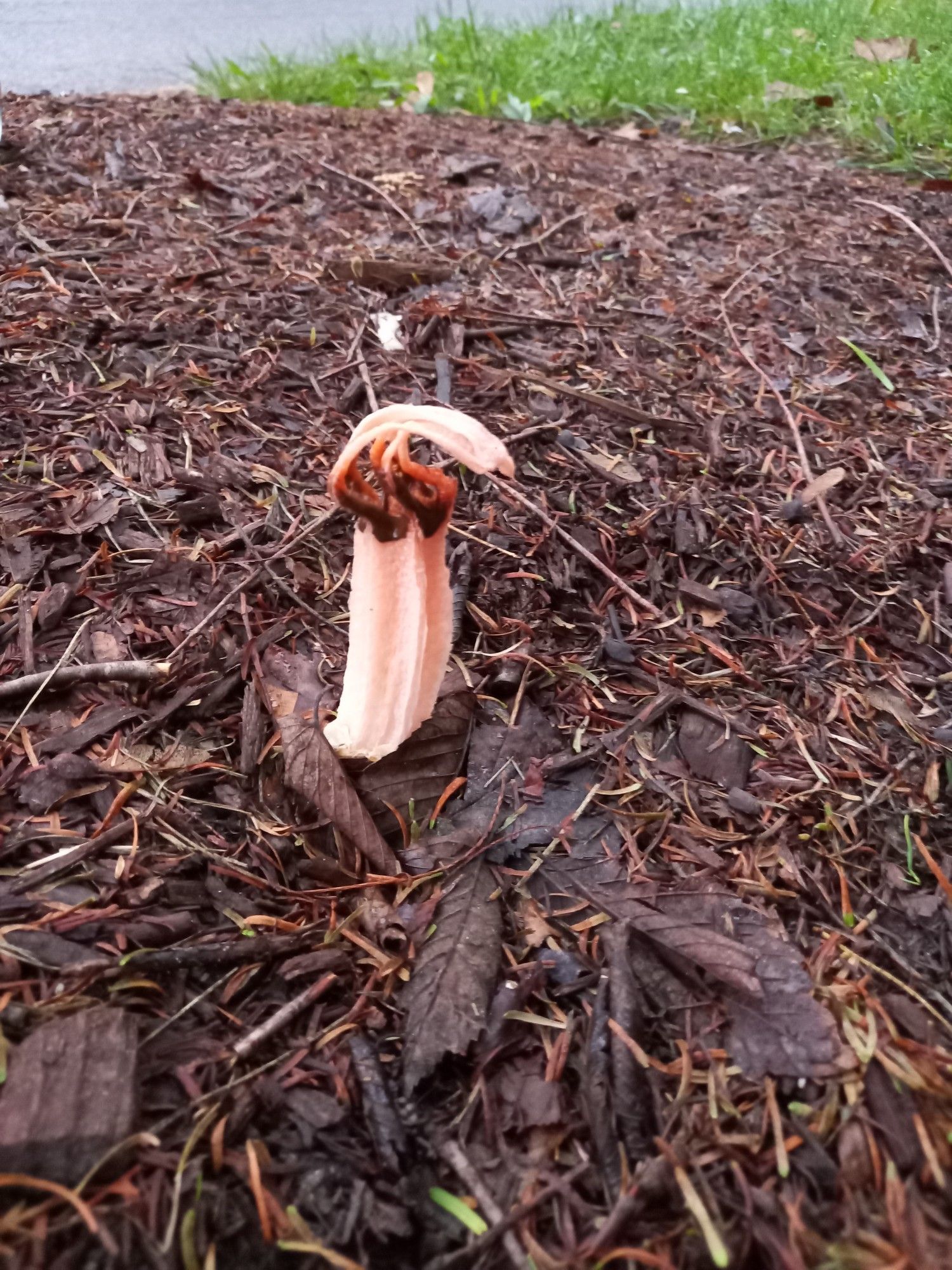 Lysurus mokusin (seltene Stinkmorchel - lantern stinkhorn)