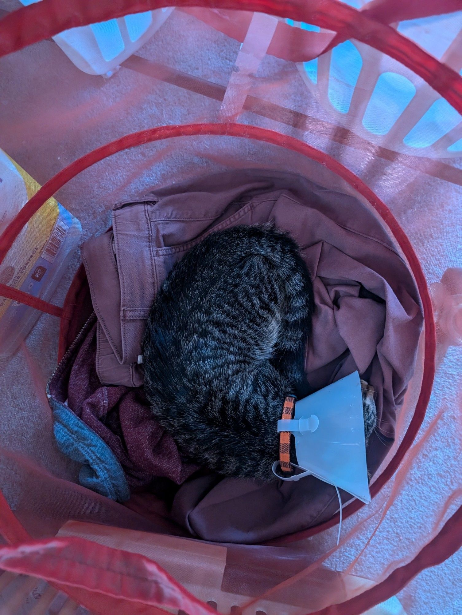 Kitten wearing cone asleep in pile of laundry.