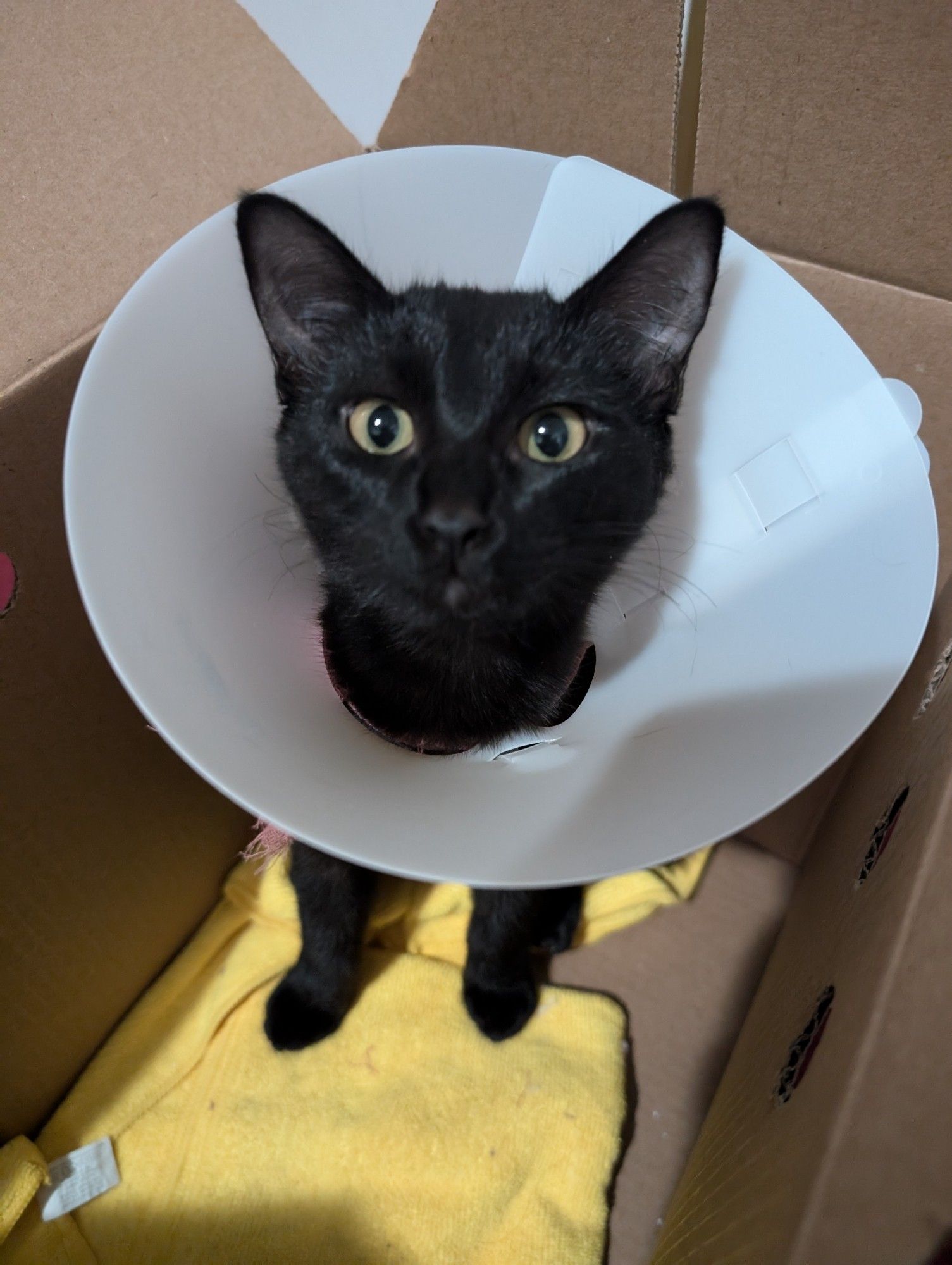 Black kitten wearing cone sitting in cardboard carrier looking directly at camera with yellow eyes