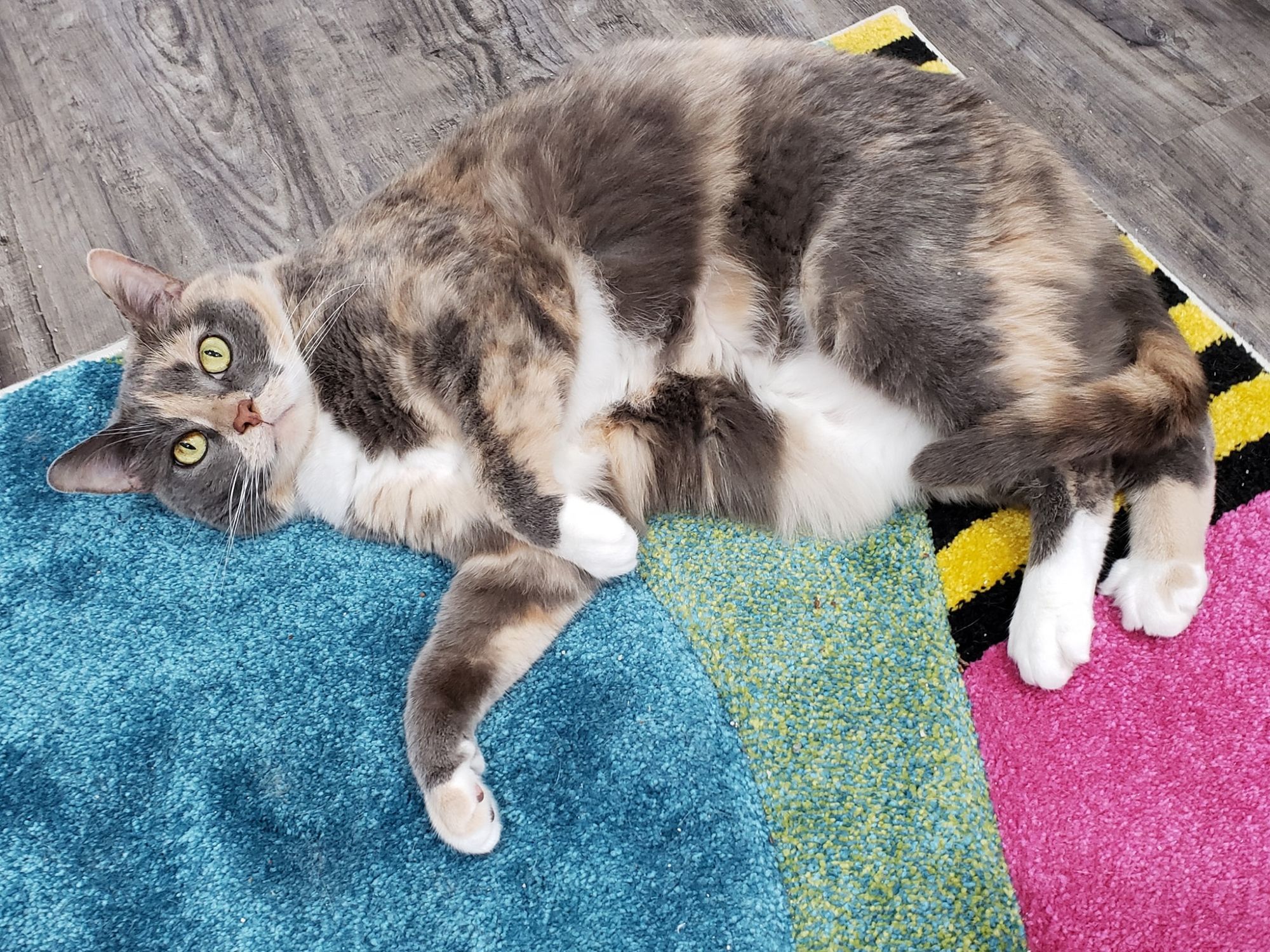 Jazzie, a fluffy dilute calico cat, poses on a colorful throw rug