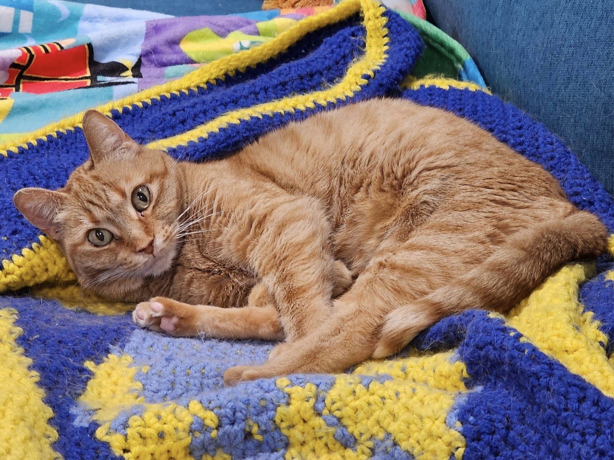 Ginny, a spunky orange tabby girl, is curled up on a Come From Away crochet blanket