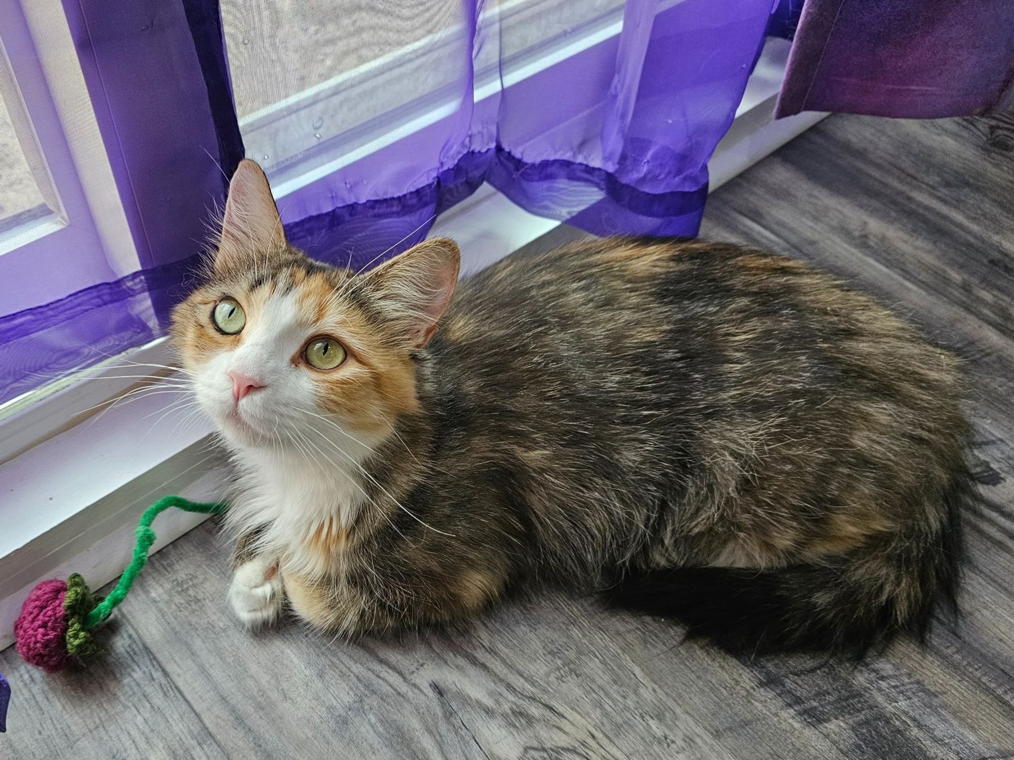 A multicolored medium hair cat sits by the sliding glass doors with a pipecleaner crochet rose that she decided is a toy