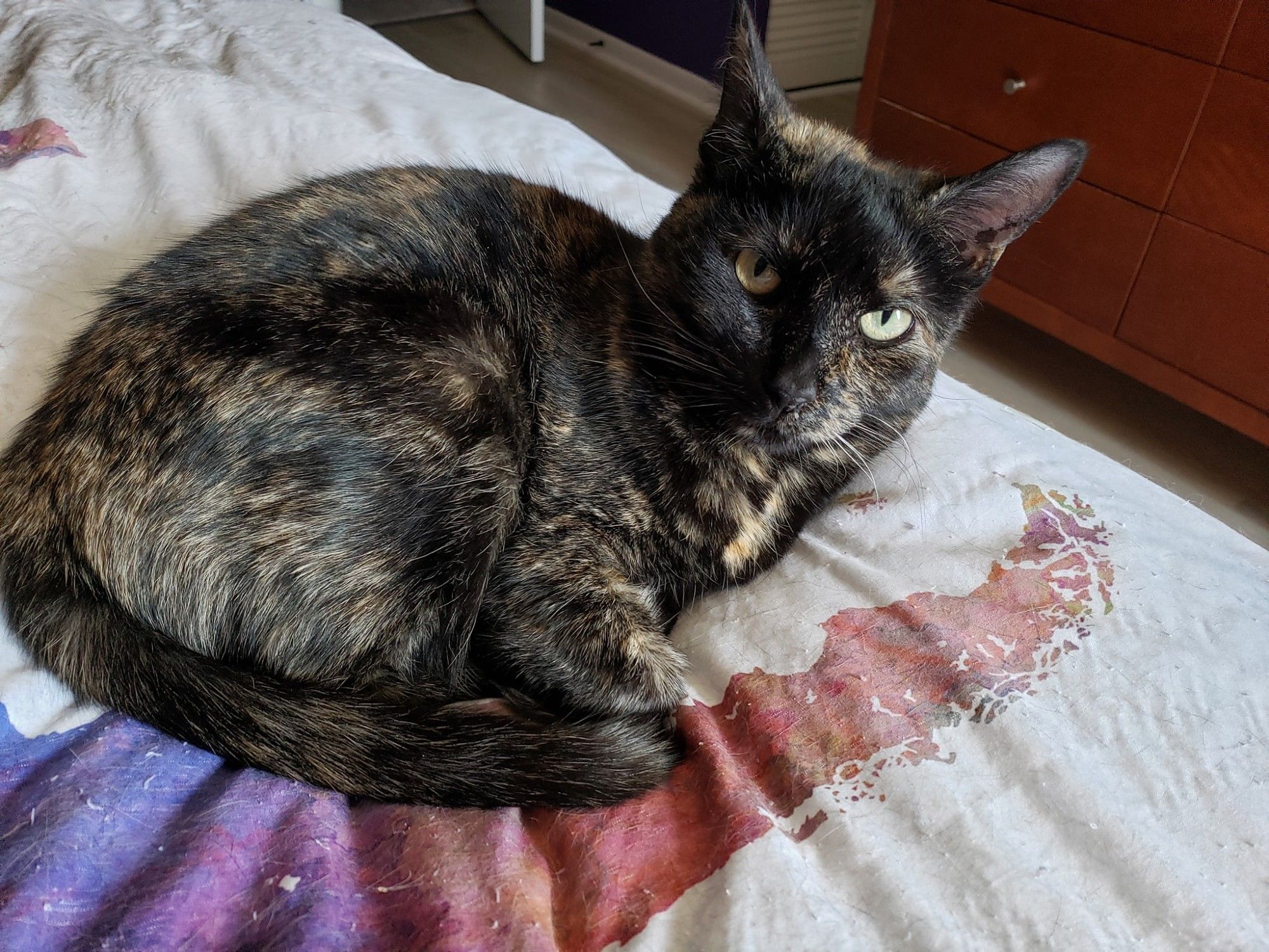 Lilo, a tortie cat, curls up on the bed