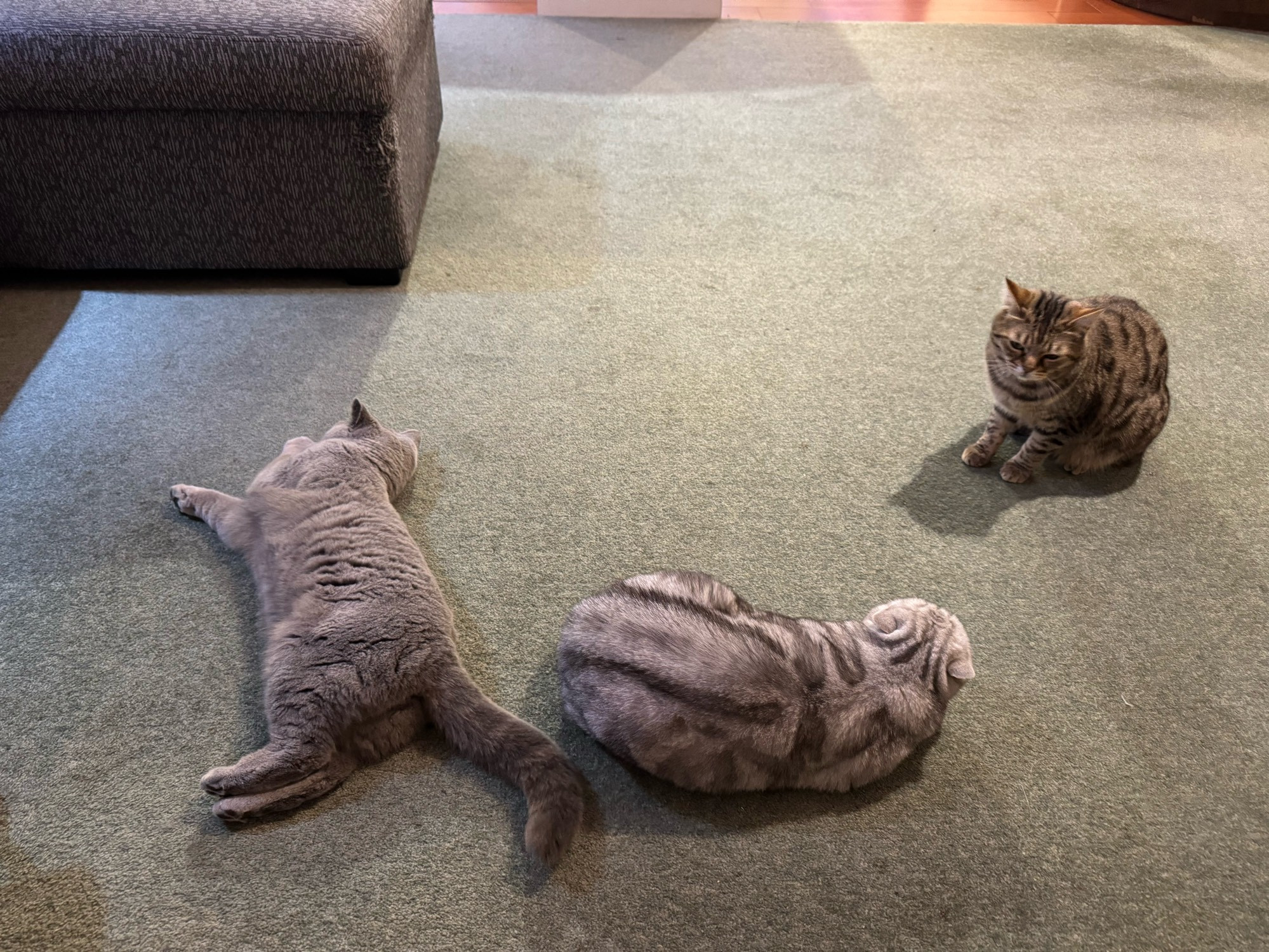 A British Blue cat lying on green carpet next to a silver tabby whose ears are back in a hissy manner due to Squid , a Bengal cat, being a menace. 