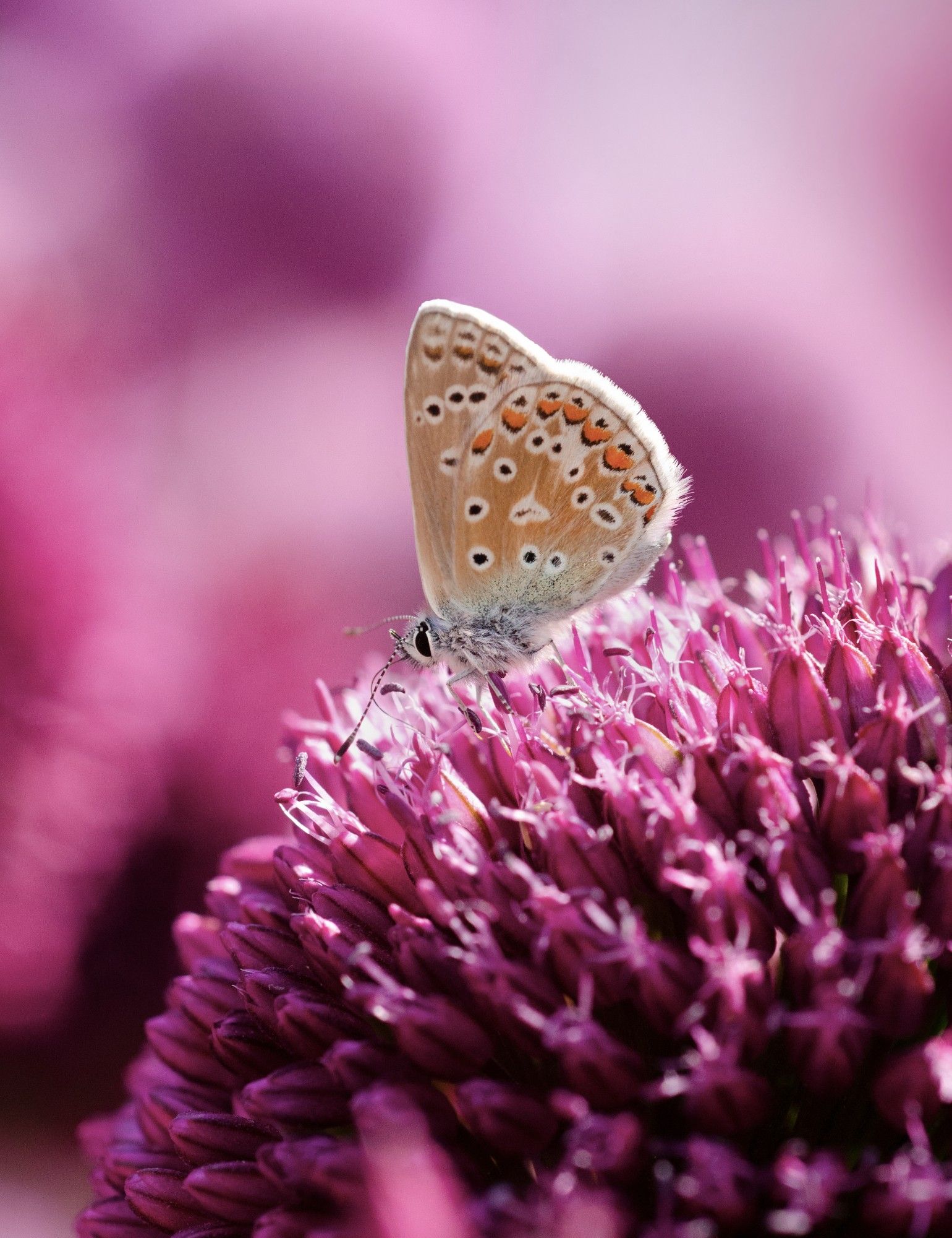 A photograph of a common blue butterfly (polyommatus icarus) sat atop a purple-pink globe allium.