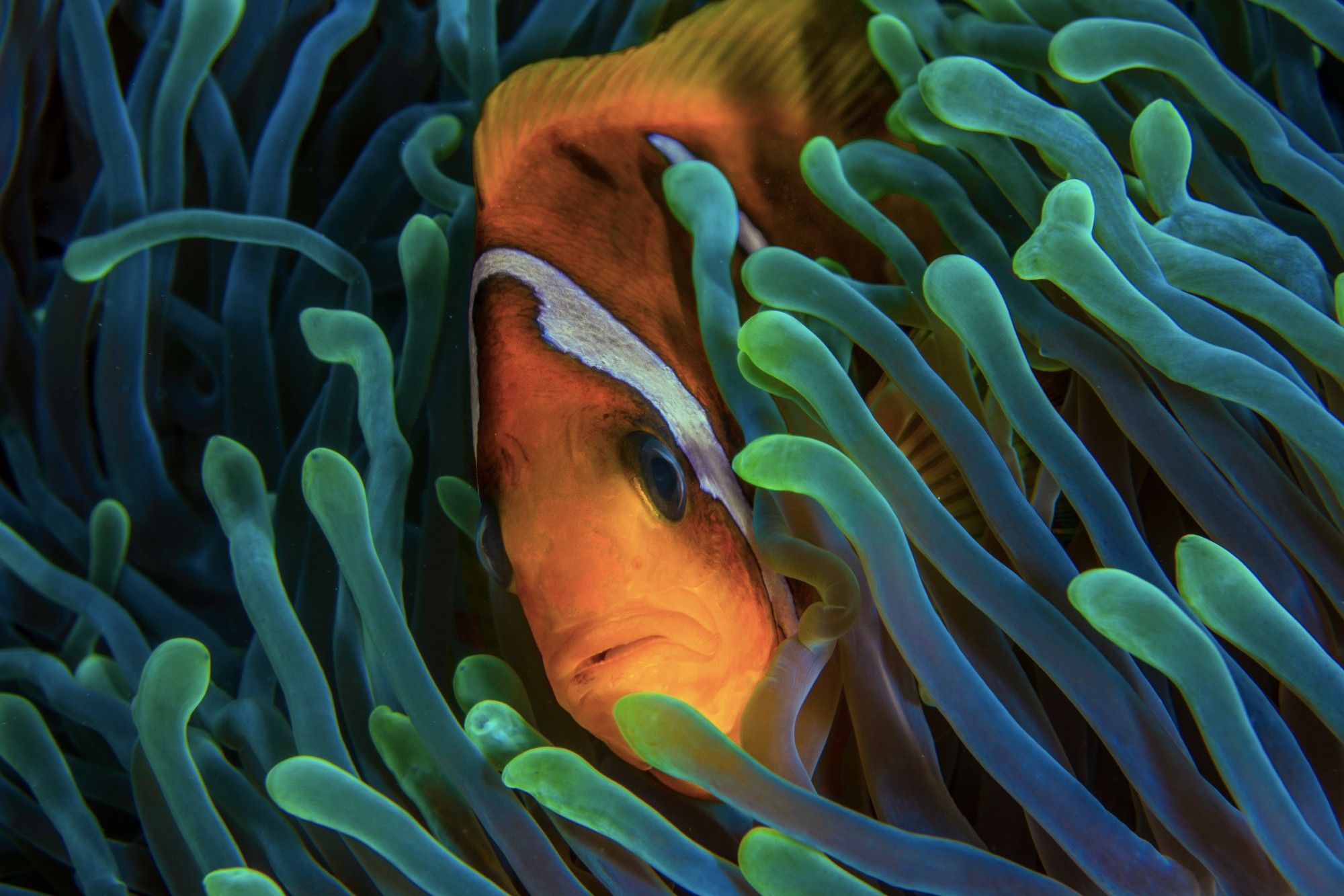 Photograph of a two band clownfish, peeking out from green-blue anemones. The photo was taken underwater on a trip to the Red Sea in Egypt.