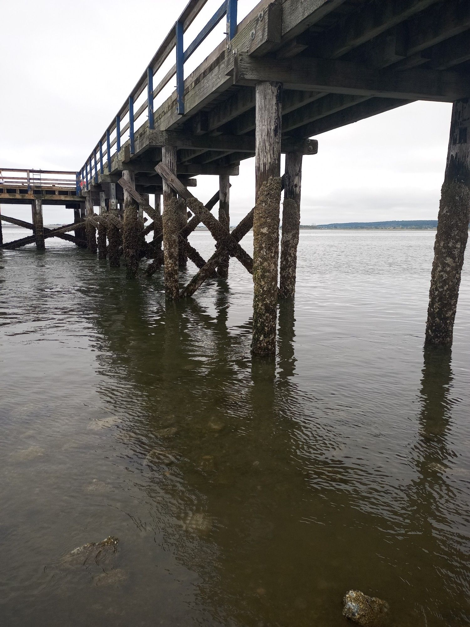 Photo taken at low tide looking up at the underside of a pier