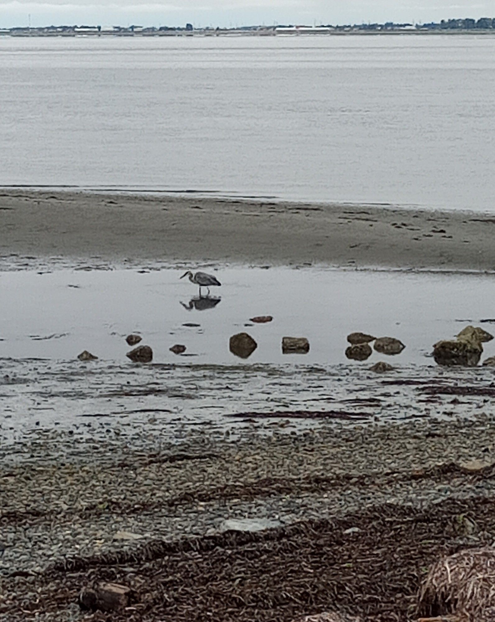 A heron looking for delectables in a tide pool. There is a mirror reflection of it in the water.