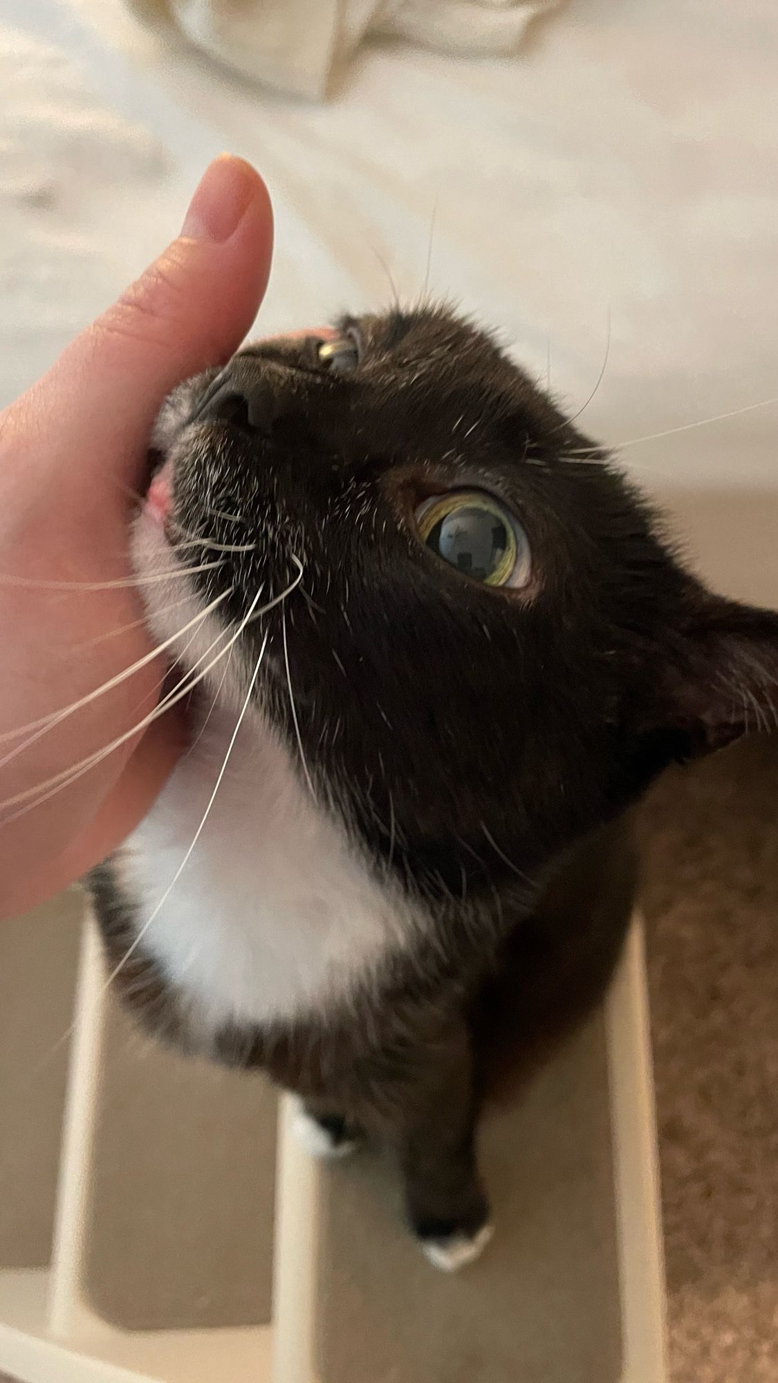 A black and white tuxedo cat sits at the top of her geriatric cat staies and pushes her face against my palm, one green eye open wide with the white showing and pupil dilated.