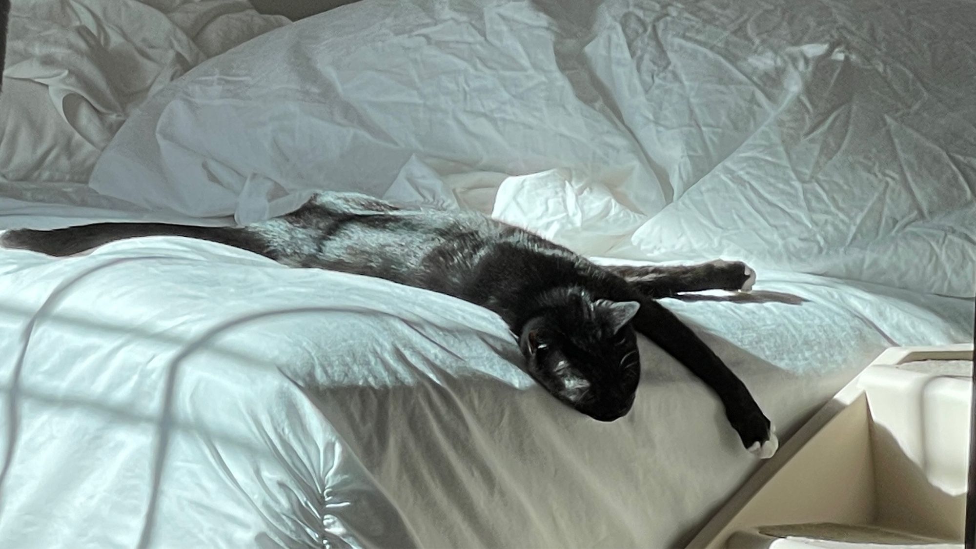 A small black and white tuxedo cat lounges on the end of the bed in a splash of sunlight.